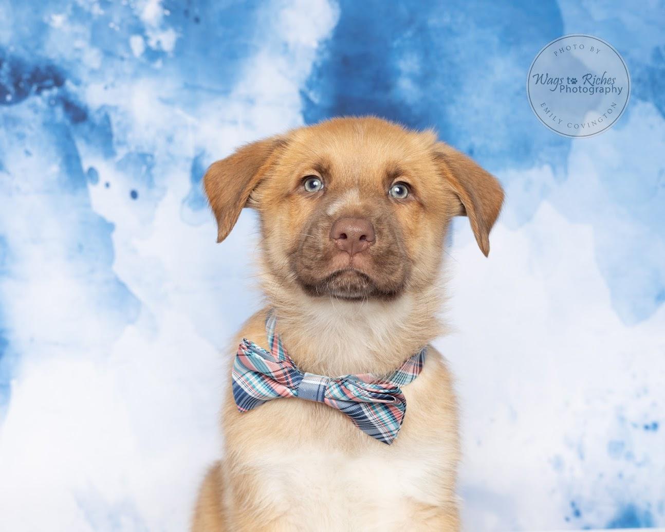 Enlarge Truffles - Adopted, an adopted mixed breed in East Providence, RI image 2/5