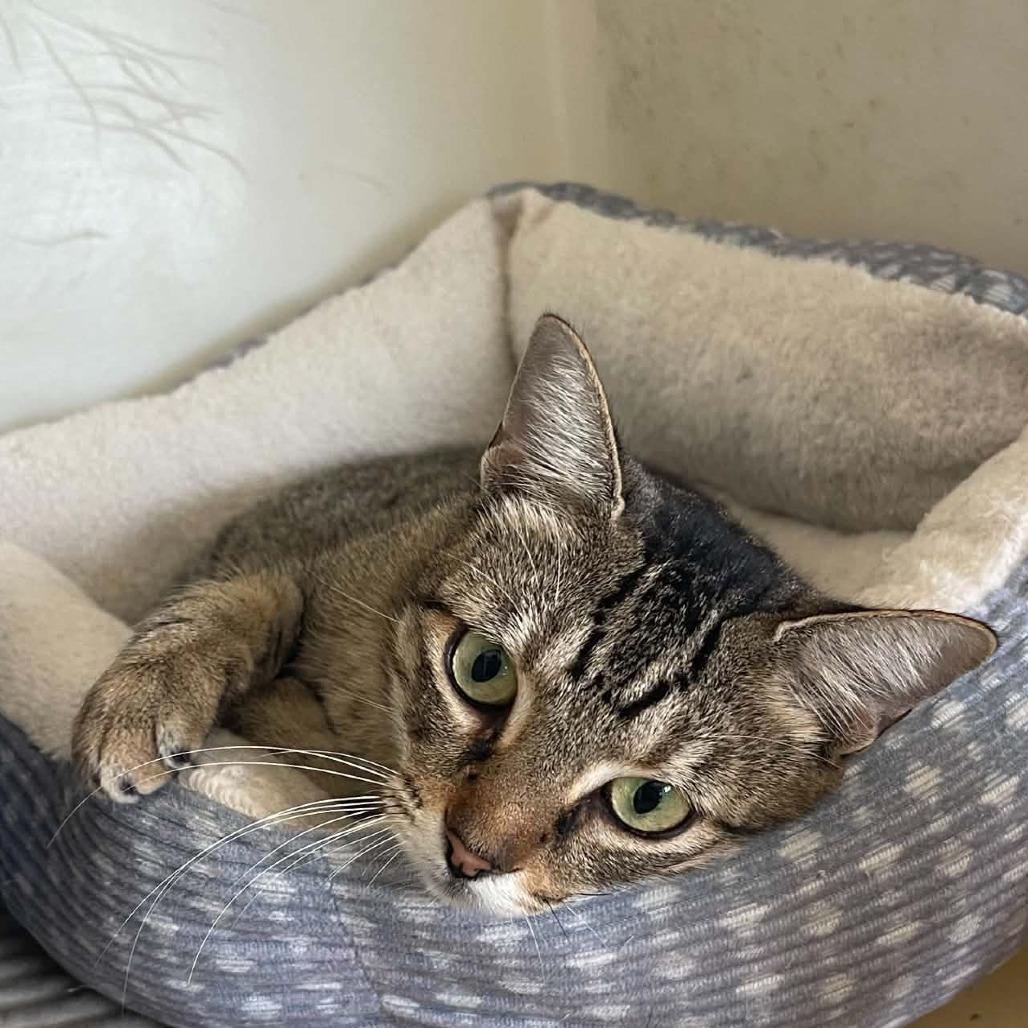 Enlarge Summer, a Adoptable Domestic Short Hair in Eufaula, AL image 1/1