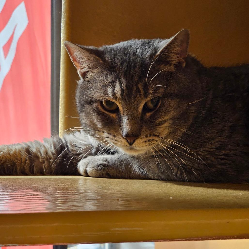 Enlarge Jasper, a Adoptable Domestic Short Hair in Frederick, MD image 1/1