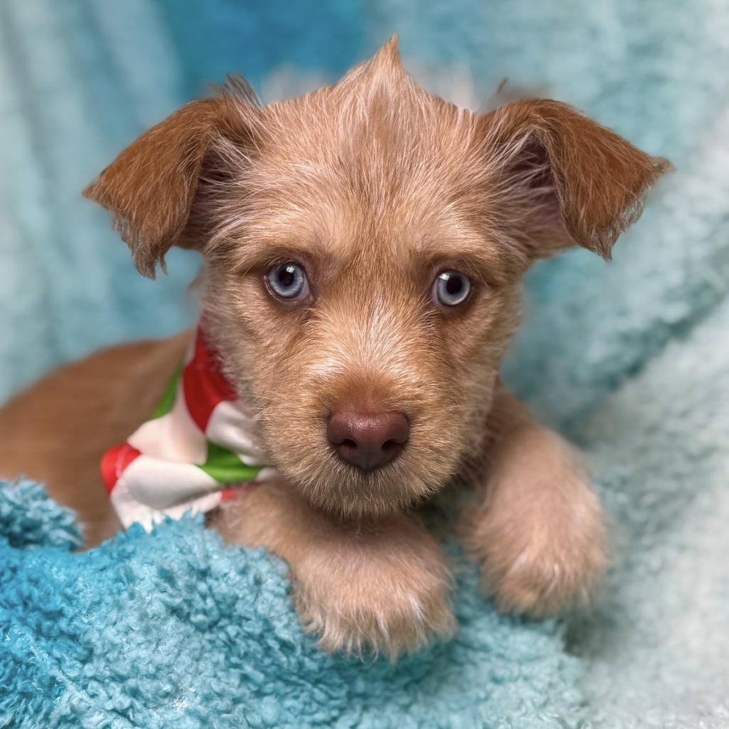 Enlarge Pancake and her beautiful eyes! , a Adoptable mixed breed in Princeton, NJ image 2/4