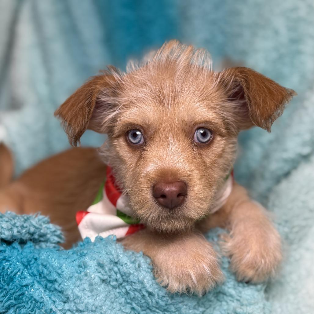 Enlarge Pancake and her beautiful eyes! , a Adoptable mixed breed in Princeton, NJ image 1/4