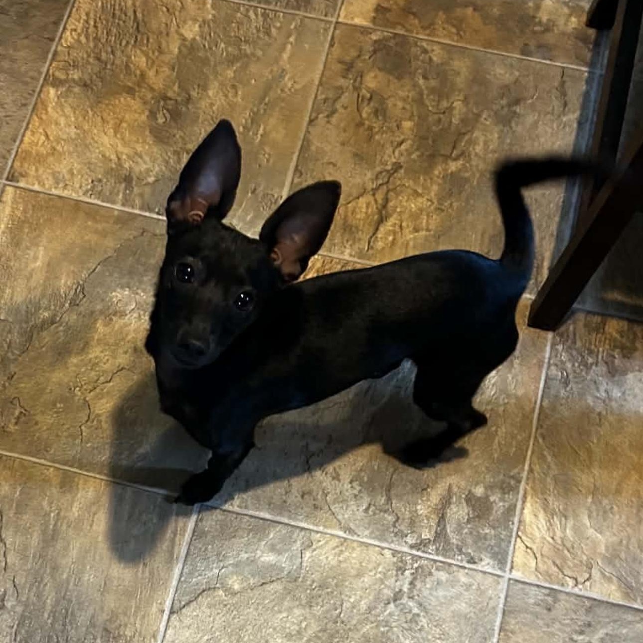 Enlarge 2149 Maverick, an adopted Chiweenie in Springfield, MO image 1/3