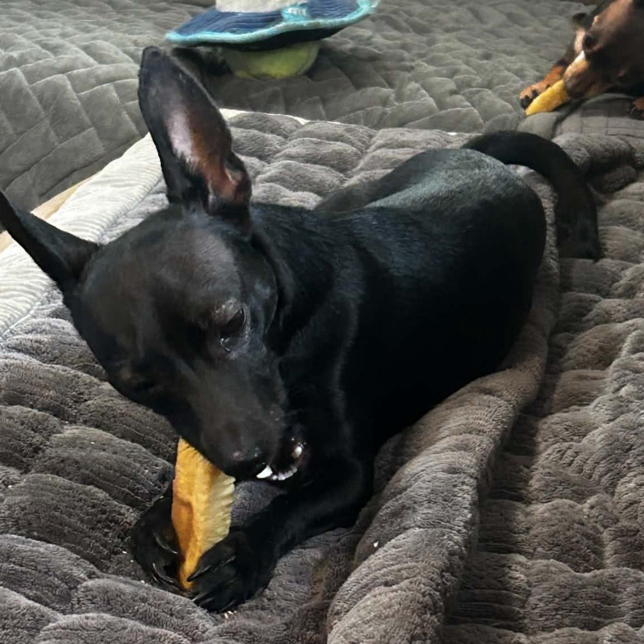 Enlarge 2149 Maverick, an adopted Chiweenie in Springfield, MO image 2/3