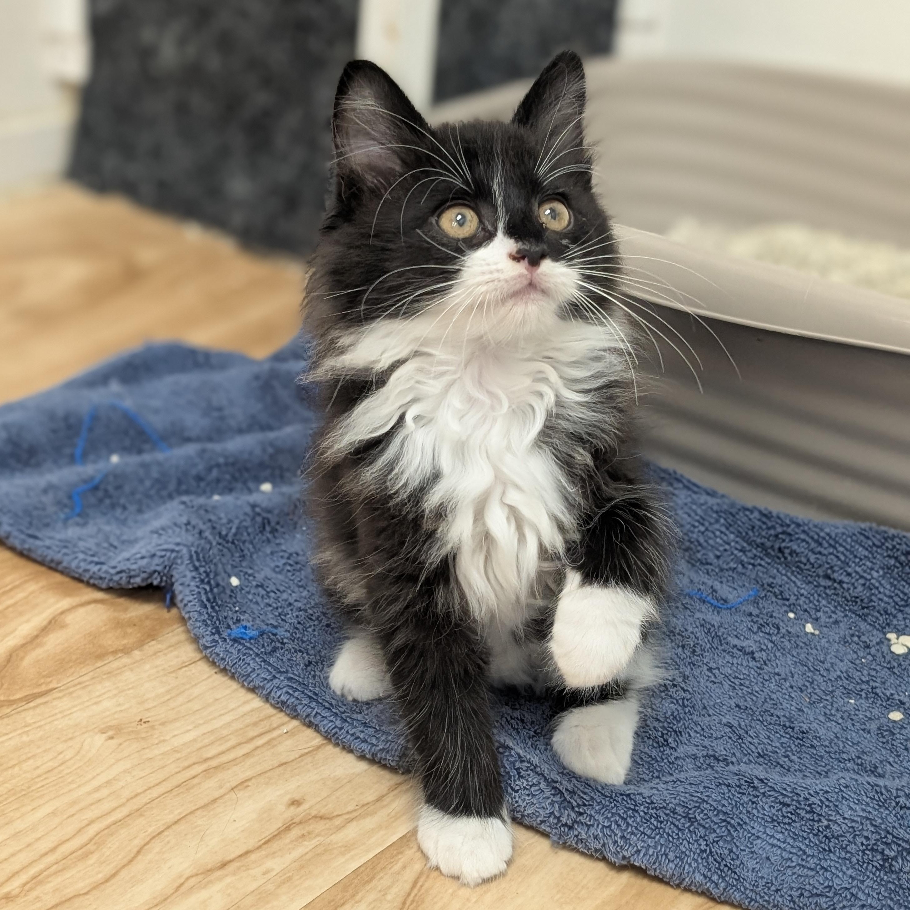 Batman, adopted, Kitten Male Domestic Medium Hair.