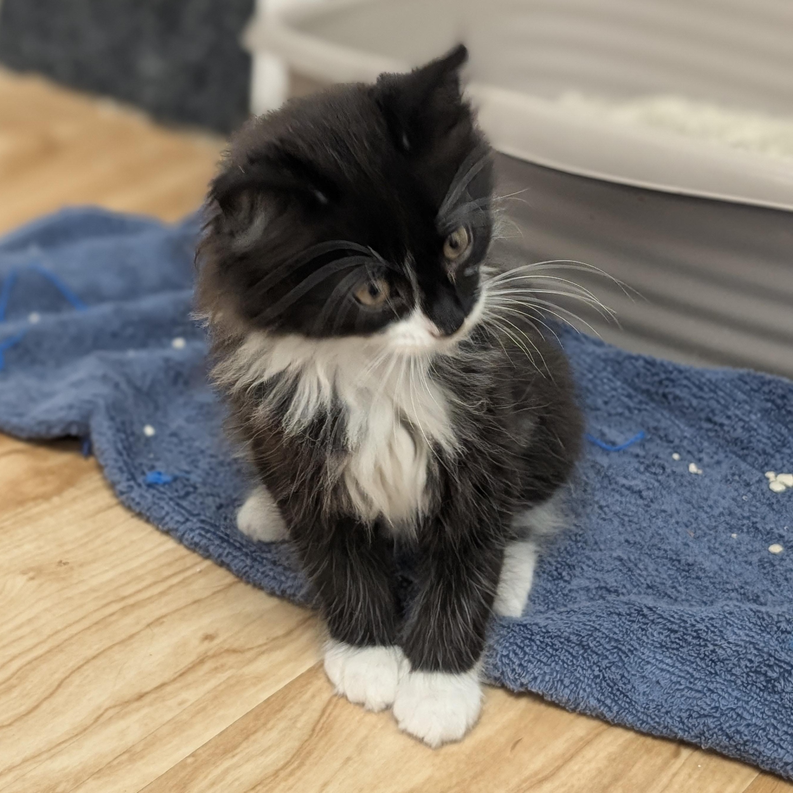 Batman, an adopted Domestic Medium Hair in St. Augustine, FL image 5/5