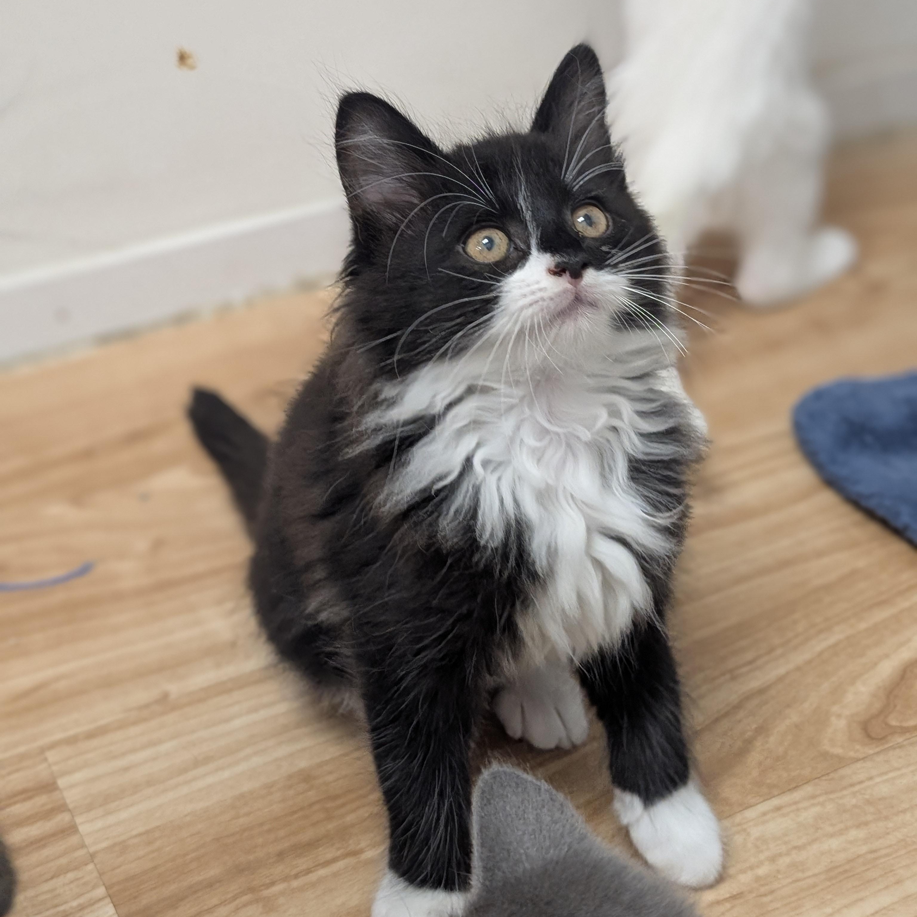 Batman, an adopted Domestic Medium Hair in St. Augustine, FL image 3/5