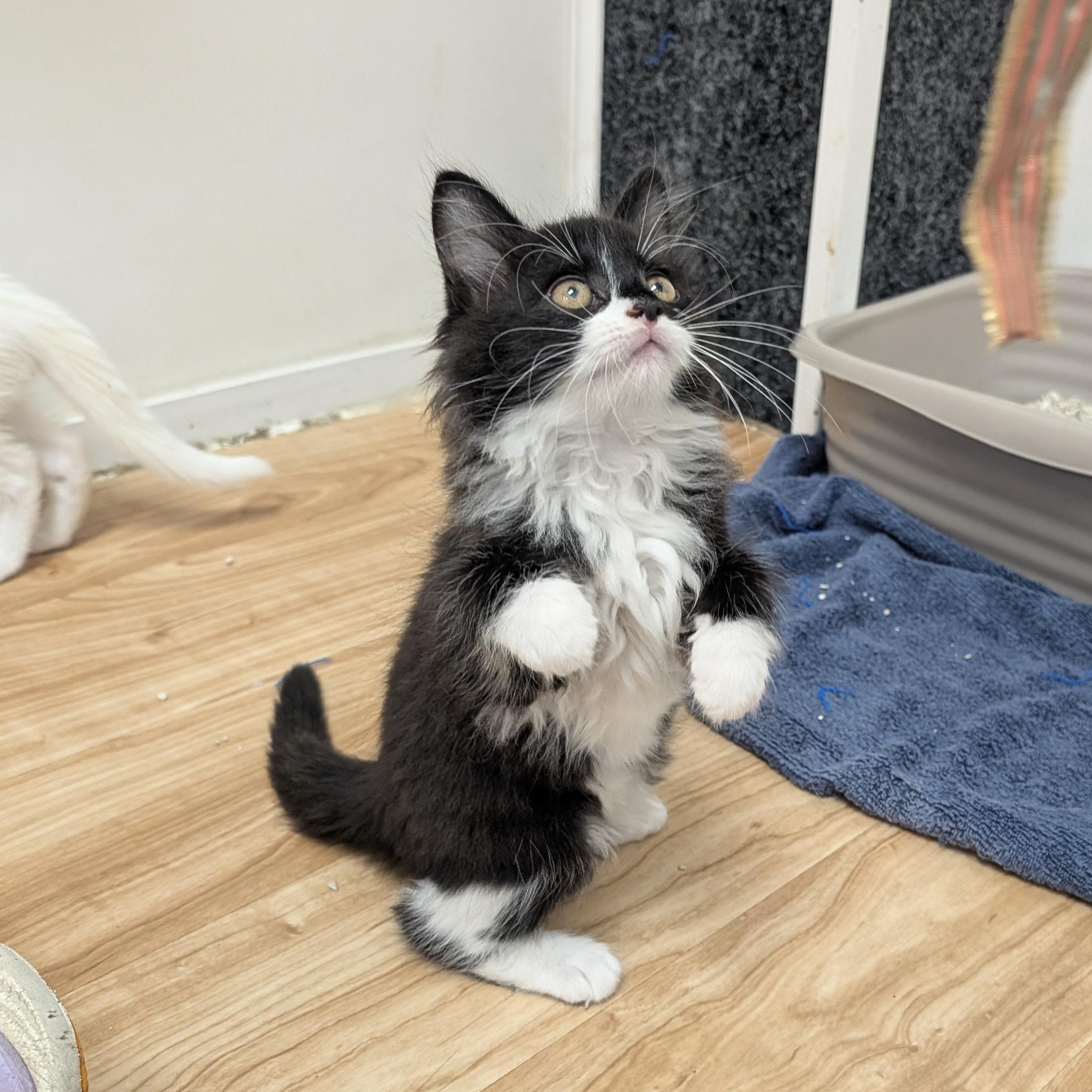 Batman, an adopted Domestic Medium Hair in St. Augustine, FL image 2/5