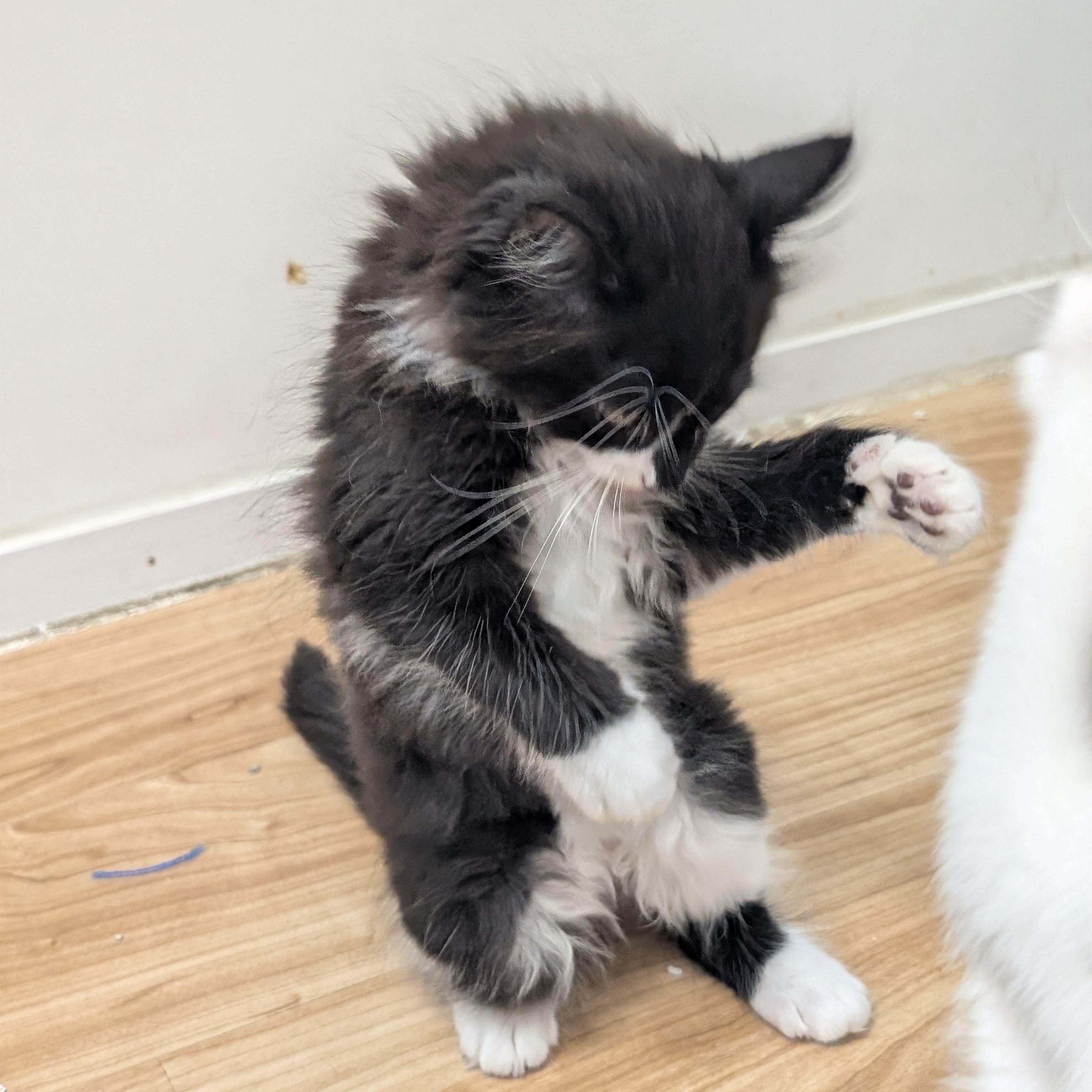 Batman, an adopted Domestic Medium Hair in St. Augustine, FL image 4/5