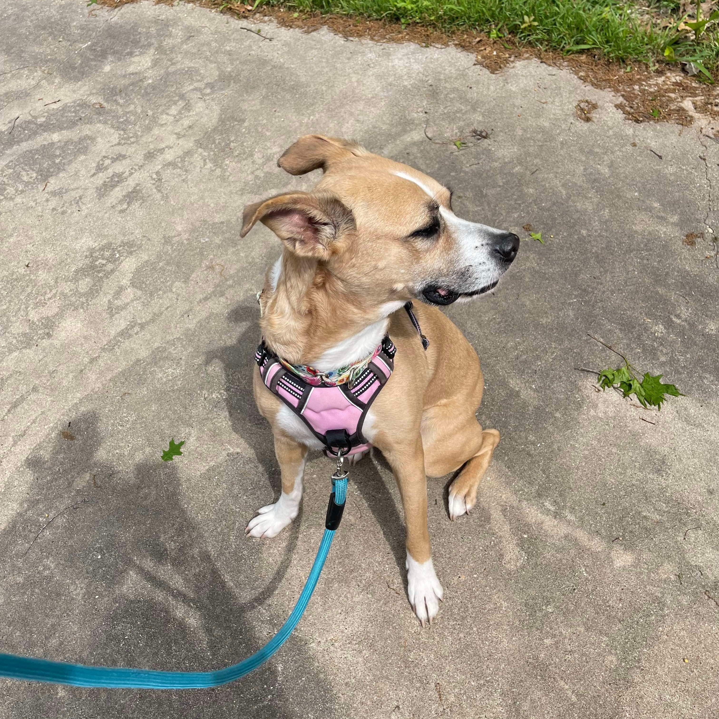 Mocha — thumbnail 4