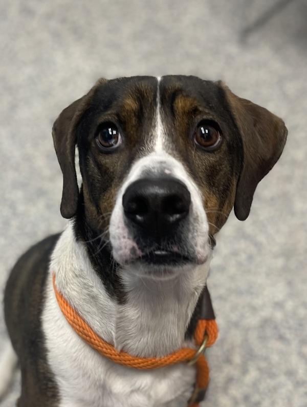 Enlarge Jack, a Adoptable mixed breed in Golden, CO image 1/1