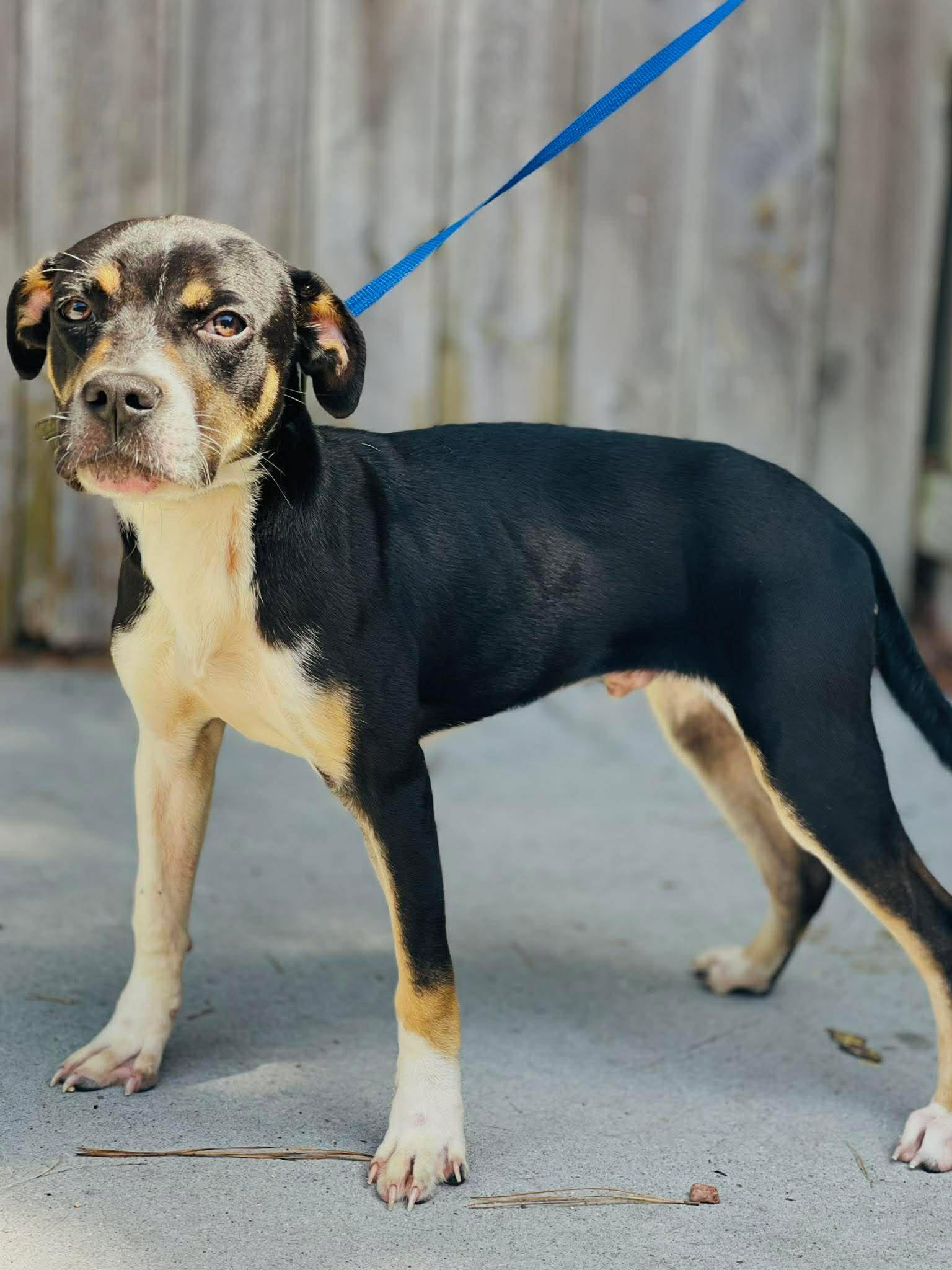 Enlarge Ac- 4764 "Junebug", a ADOPTABLE mixed breed in Conyers, GA image 1/1