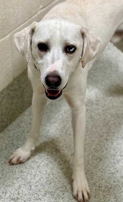 Enlarge Will , a ADOPTABLE mixed breed in Downers Grove, IL image 3/3