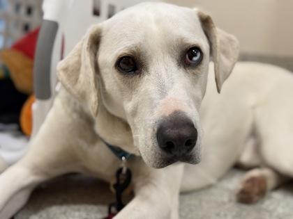 Enlarge Will , a ADOPTABLE mixed breed in Downers Grove, IL image 1/3