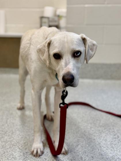 Enlarge Will , a ADOPTABLE mixed breed in Downers Grove, IL image 2/3