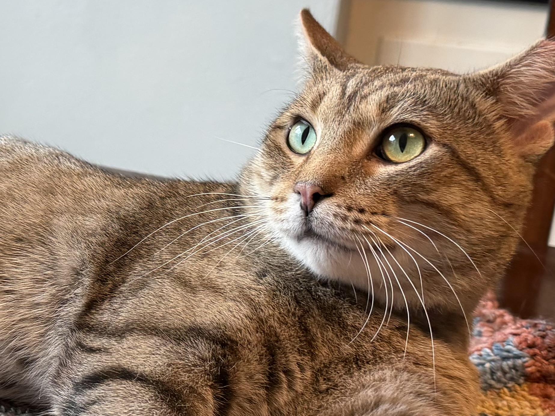 Enlarge Flaco, a Adopted Domestic Short Hair in Milwaukee, WI image 3/6