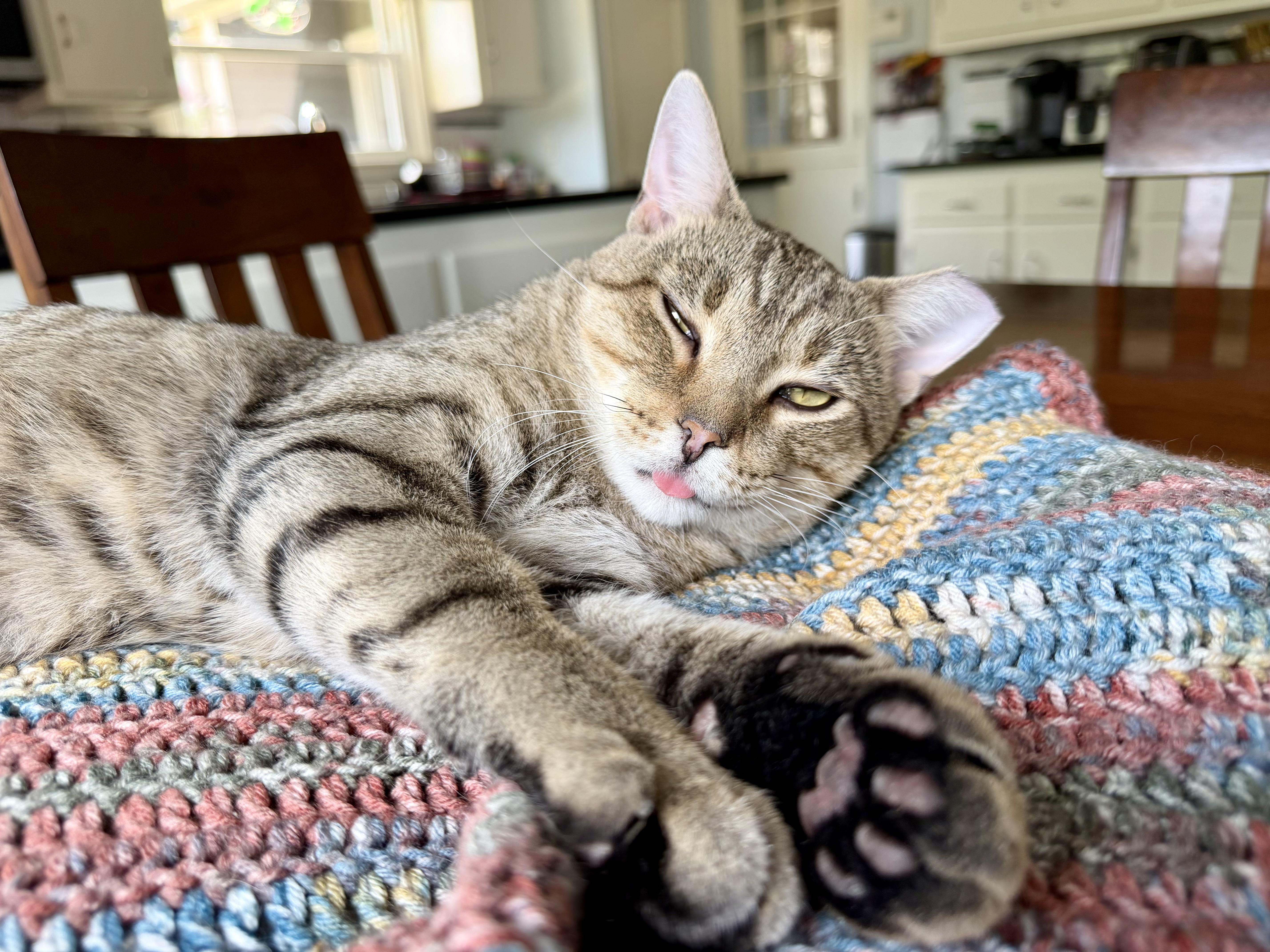 Flaco, Adopted, Young Male Domestic Short Hair.