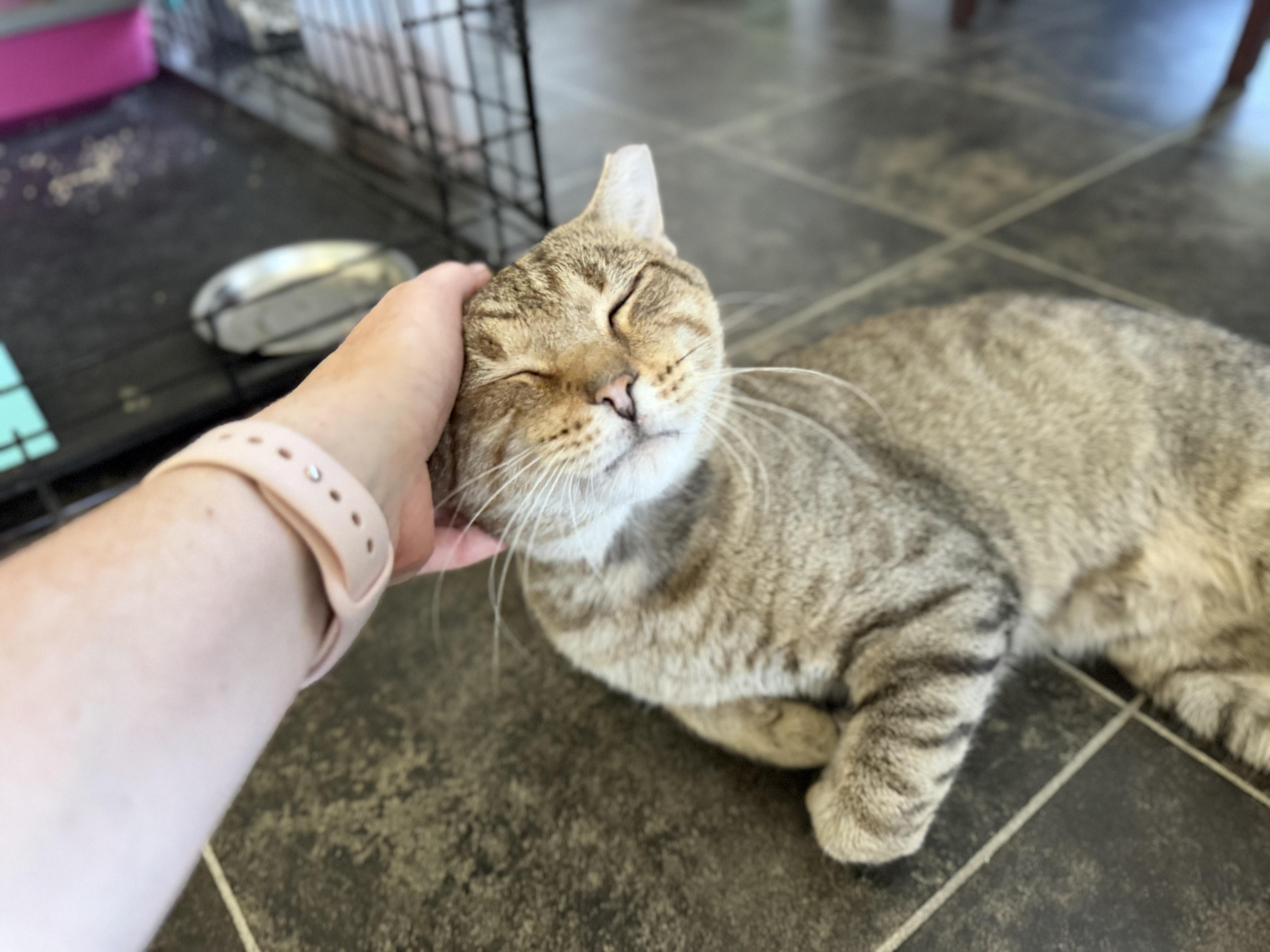 Enlarge Flaco, a Adopted Domestic Short Hair in Milwaukee, WI image 5/6