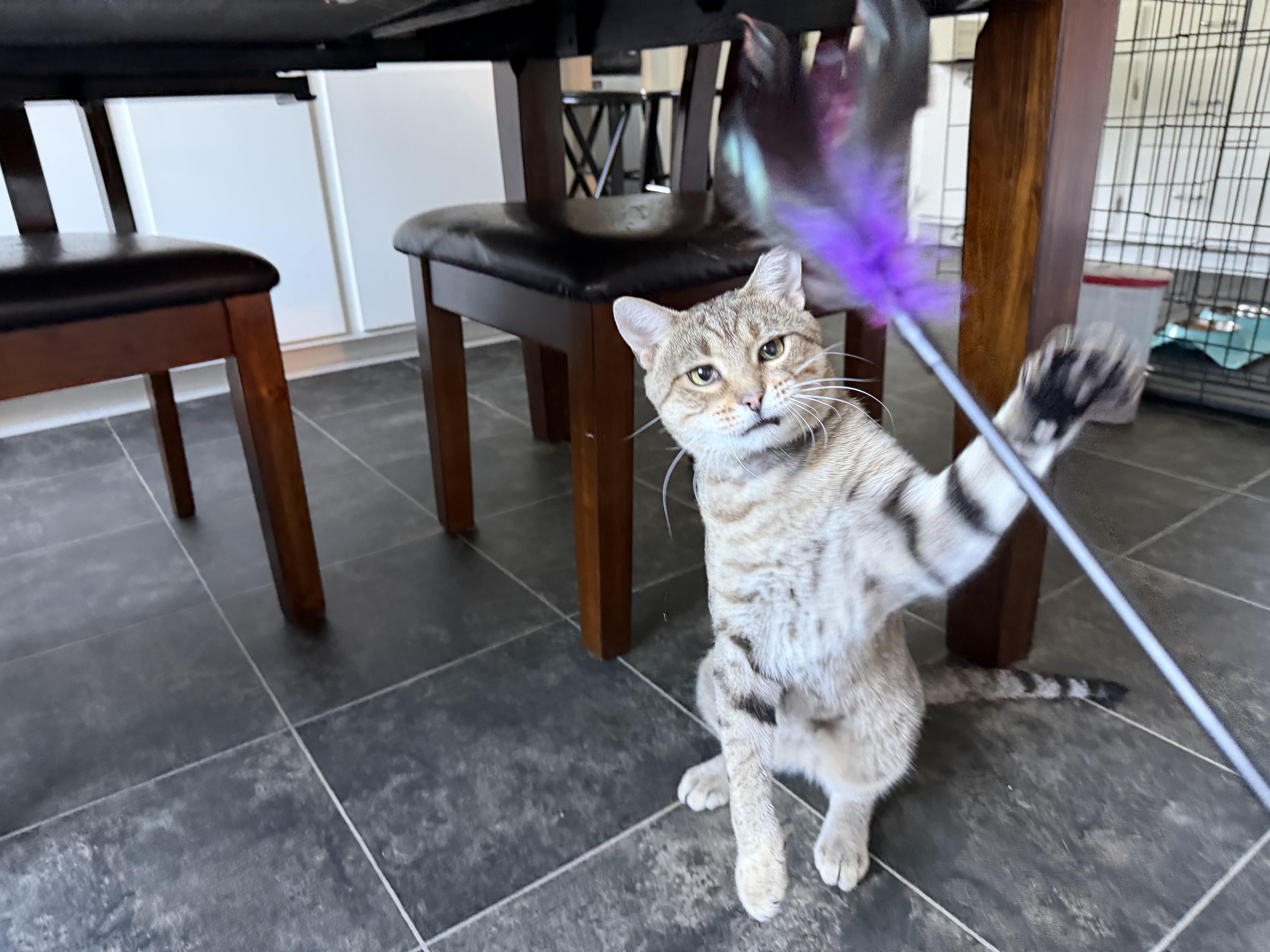 Enlarge Flaco, a Adopted Domestic Short Hair in Milwaukee, WI image 4/6
