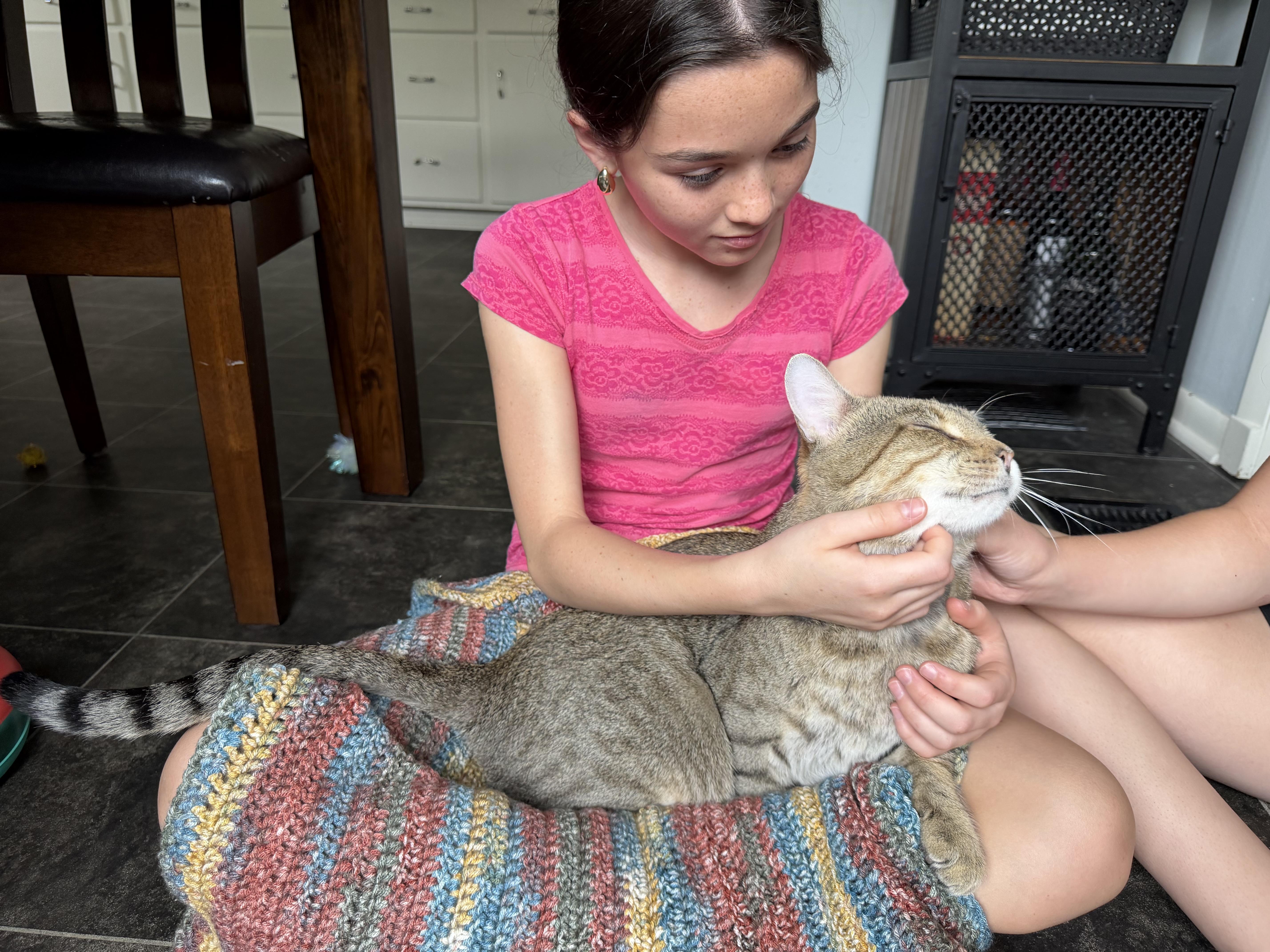 Enlarge Flaco, a Adopted Domestic Short Hair in Milwaukee, WI image 2/6