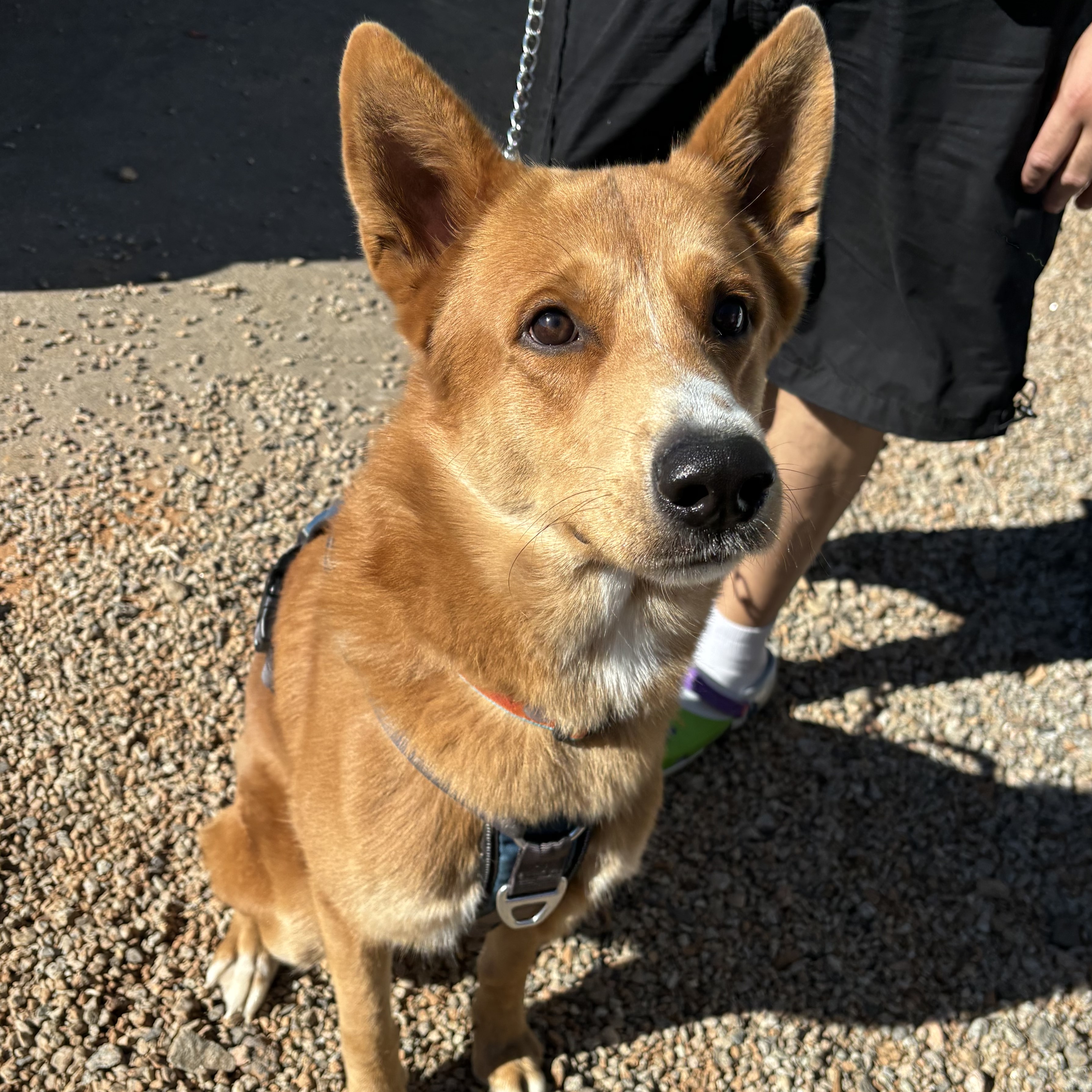 Dog for adoption Ace, a Shepherd Mix in Columbia, SC Petfinder