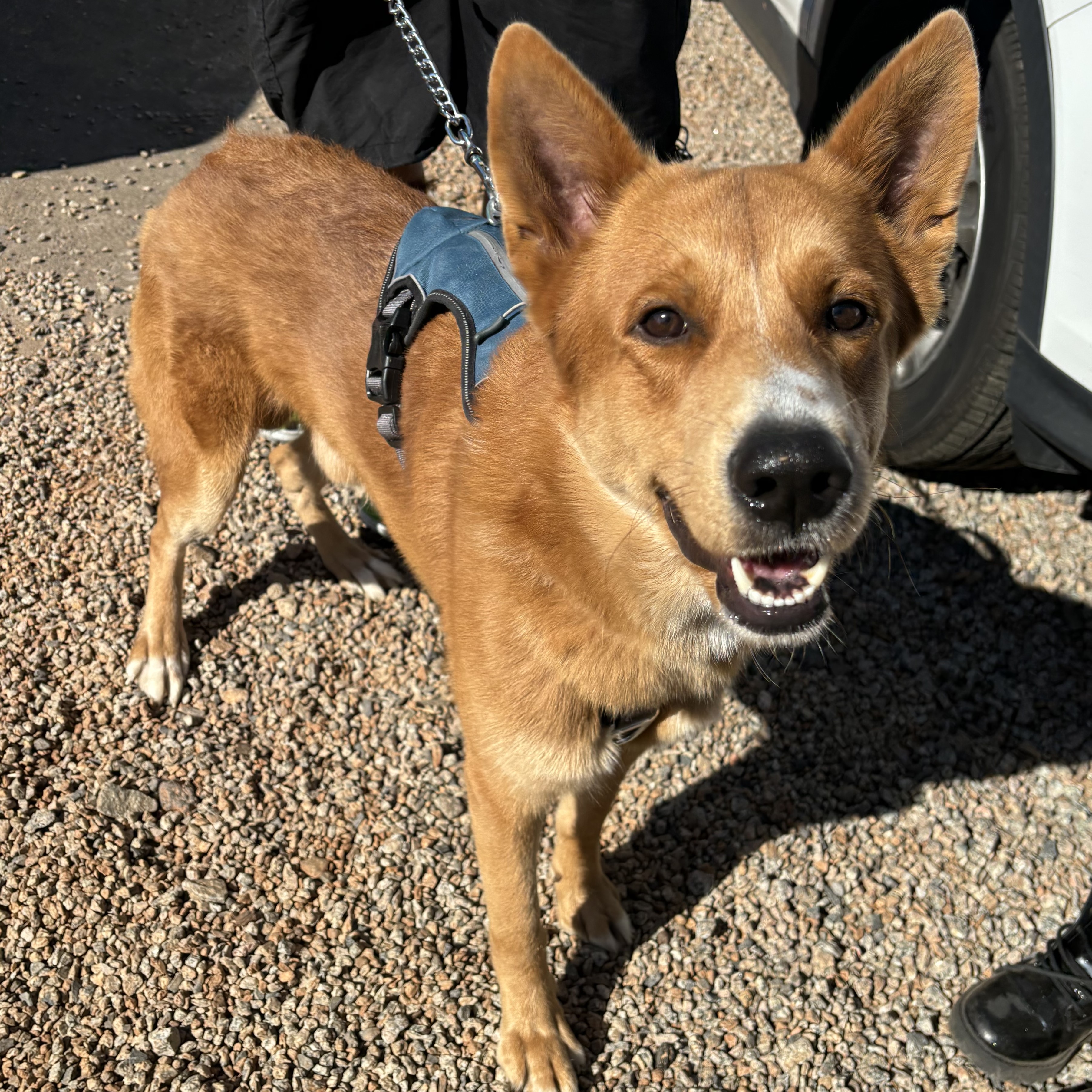 Dog for adoption Ace, a Shepherd Mix in Columbia, SC Petfinder