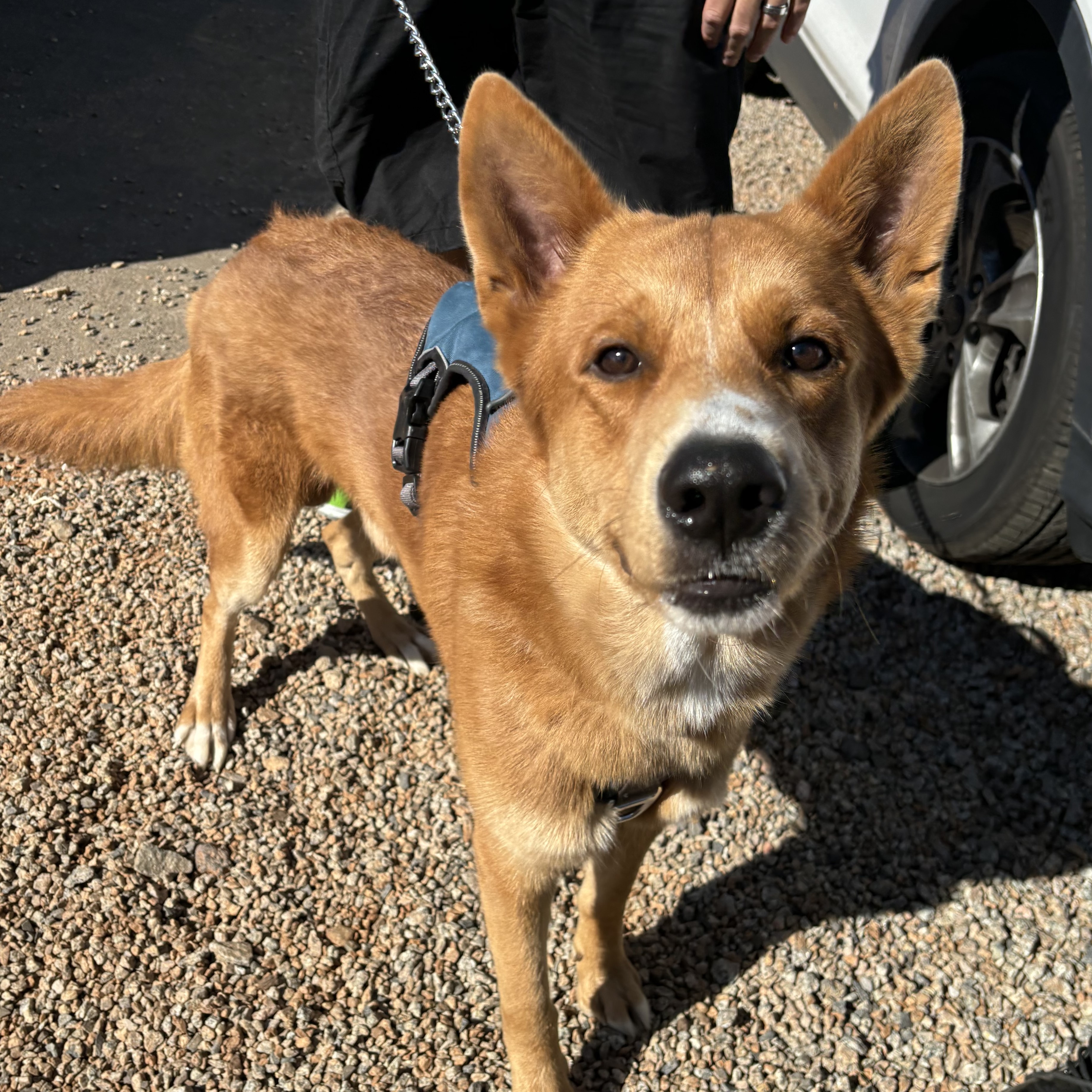 Dog for adoption Ace, a Shepherd Mix in Columbia, SC Petfinder