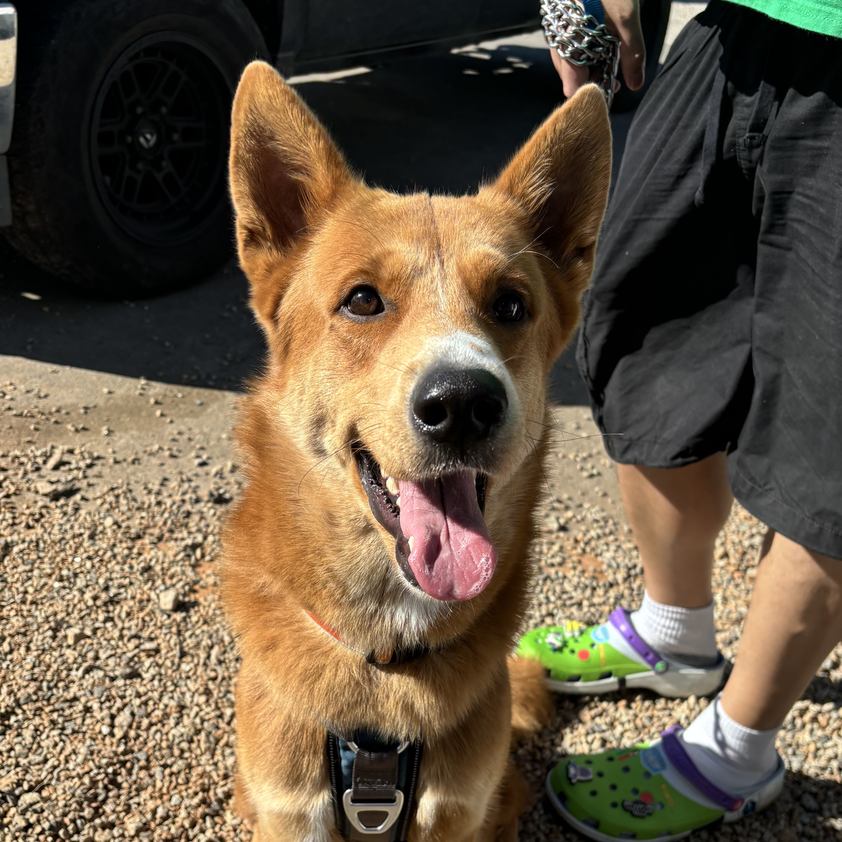 Dog for adoption Ace, a Shepherd Mix in Columbia, SC Petfinder