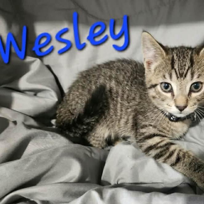 Wesley, Adoptable, Kitten Male Domestic Medium Hair & Domestic Short Hair.