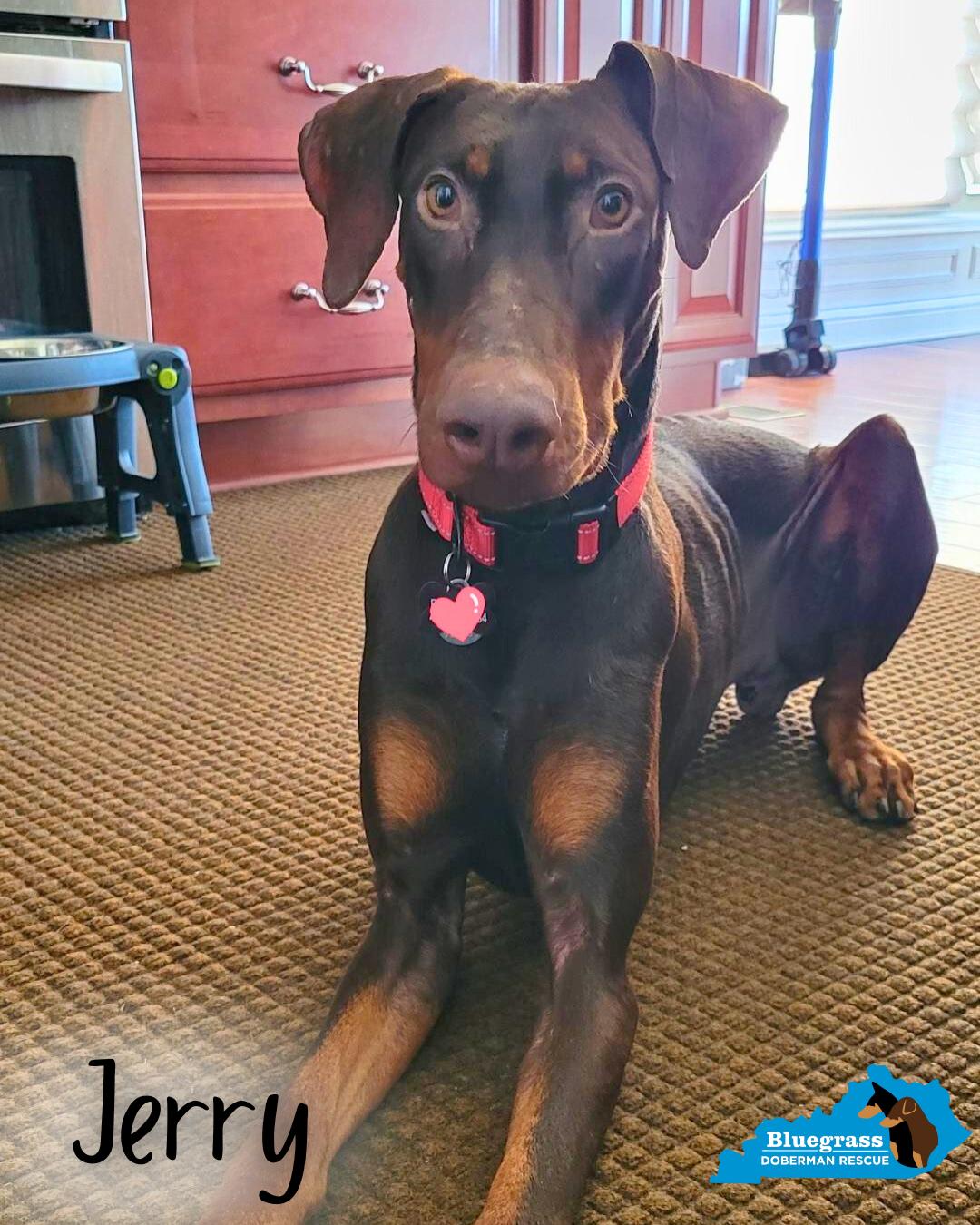 Enlarge Jerry, an adopted Doberman Pinscher in Louisville, KY image 4/4