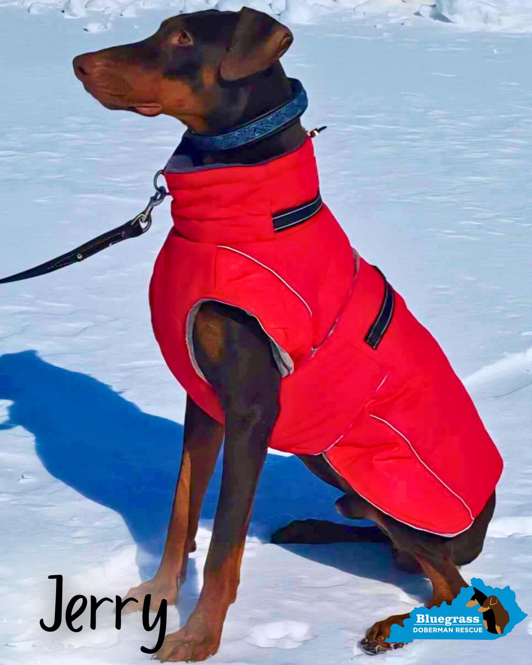 Enlarge Jerry, an adopted Doberman Pinscher in Louisville, KY image 3/4