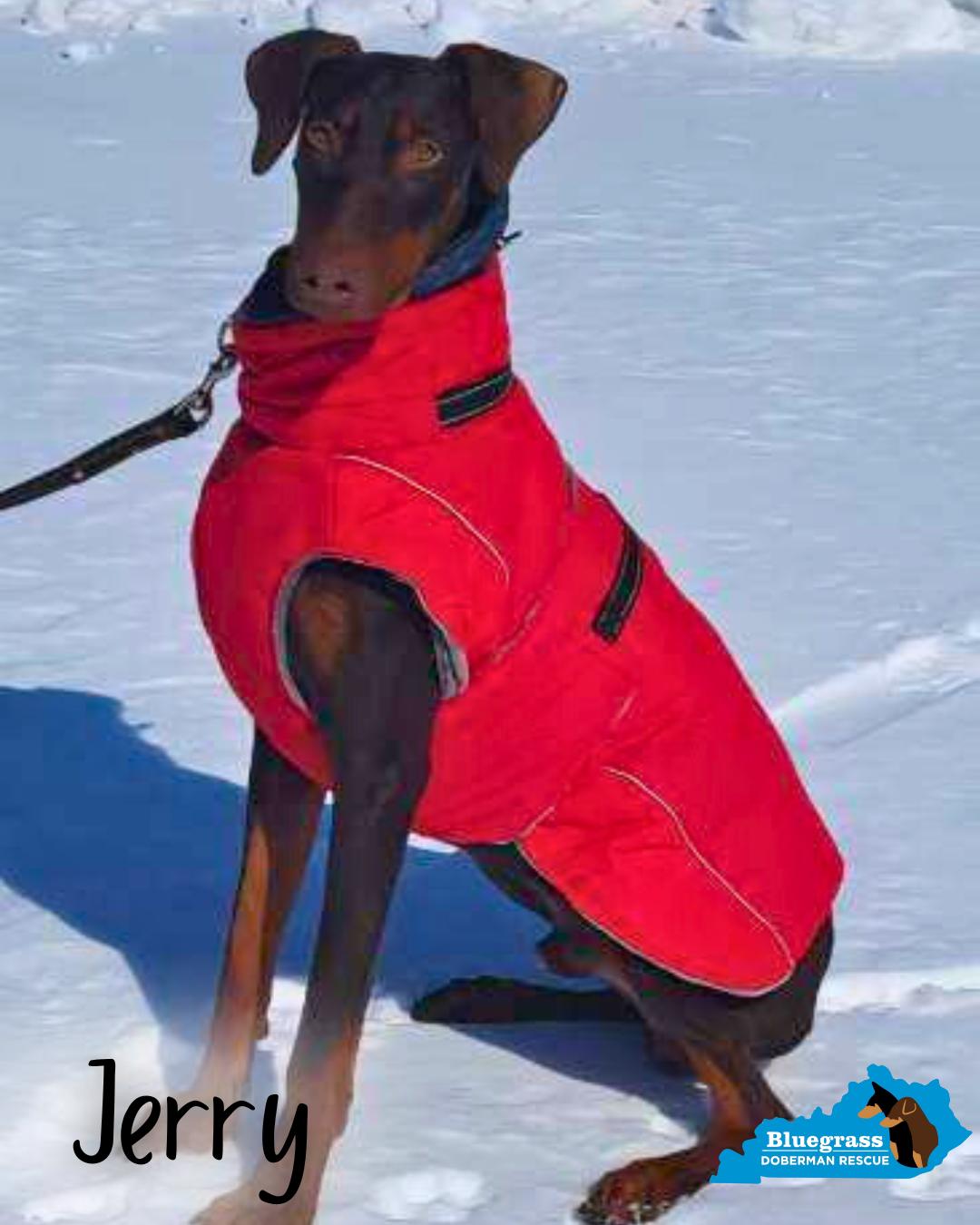 Jerry, adopted, Adult Male Doberman Pinscher.