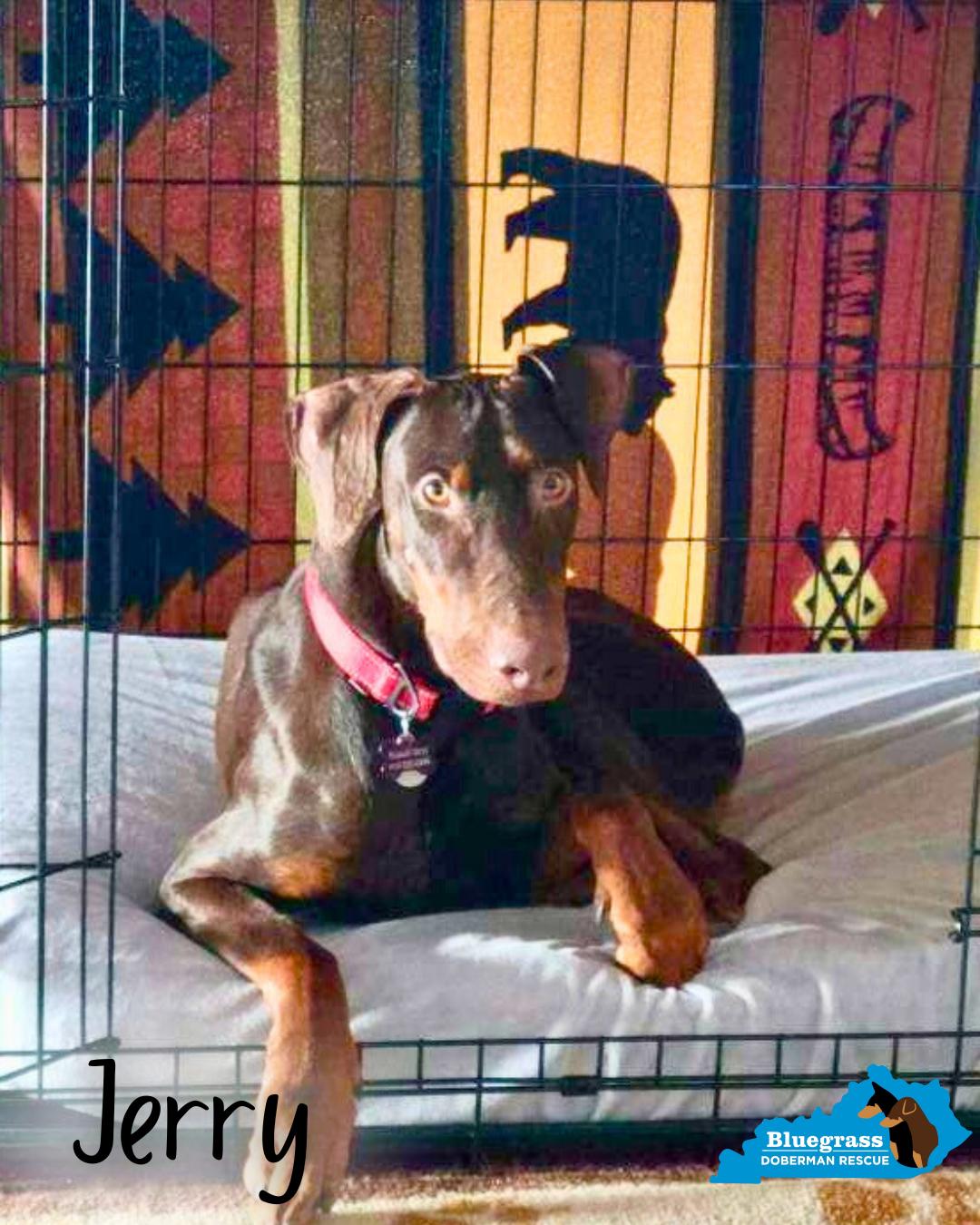 Enlarge Jerry, an adopted Doberman Pinscher in Louisville, KY image 2/4