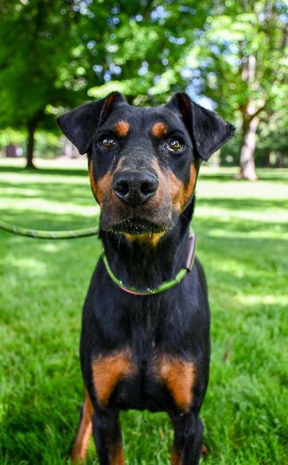 Itzly, Adoptable, Adult Female Doberman Pinscher & Mixed Breed.