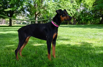 Enlarge Itzly, a Adoptable mixed breed in Yakima, WA image 2/3