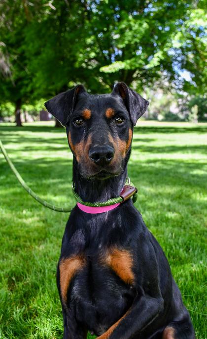 Enlarge Itzly, a Adoptable mixed breed in Yakima, WA image 3/3