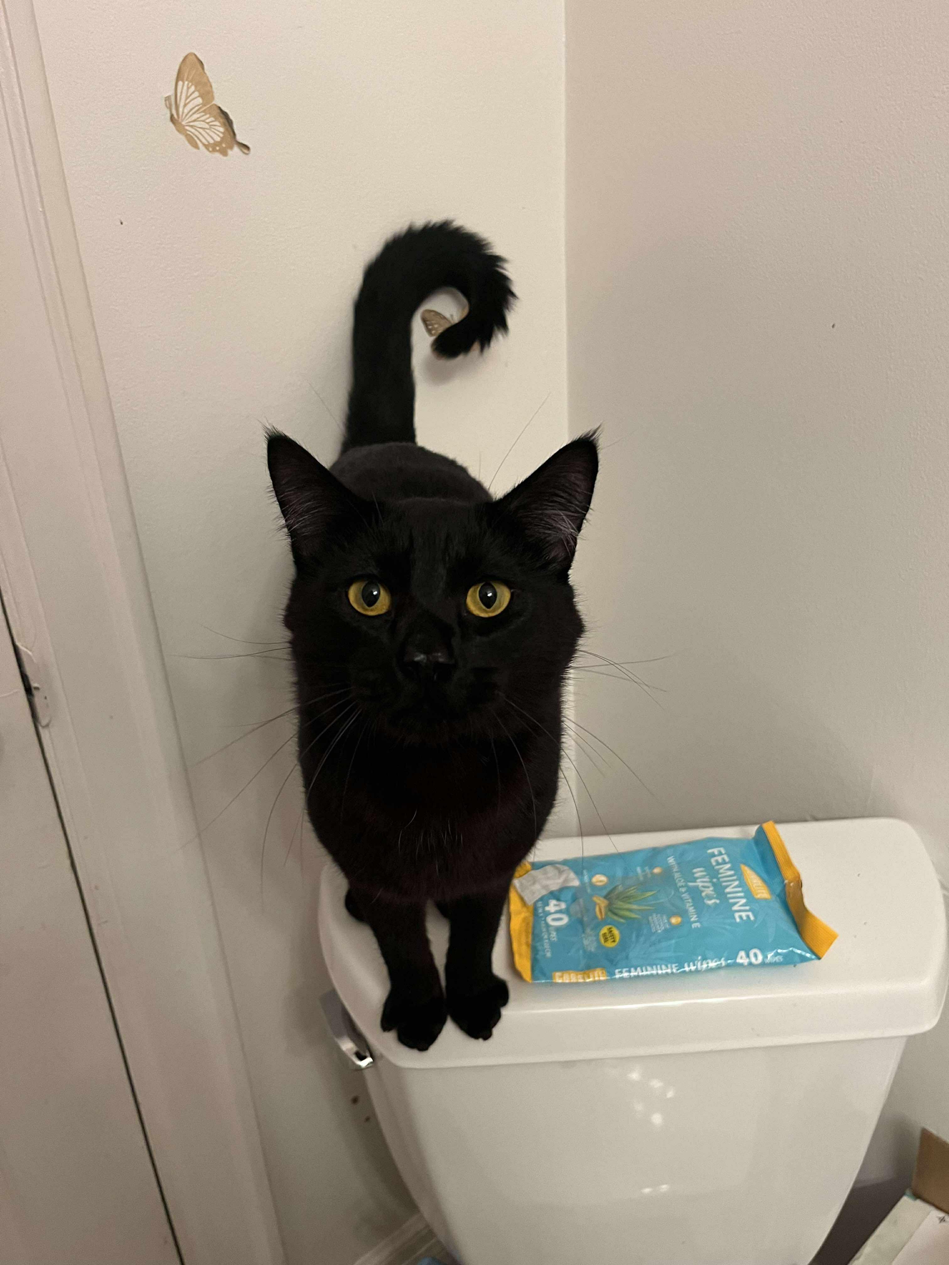 Ashe, adopted, Adult Male Domestic Short Hair.