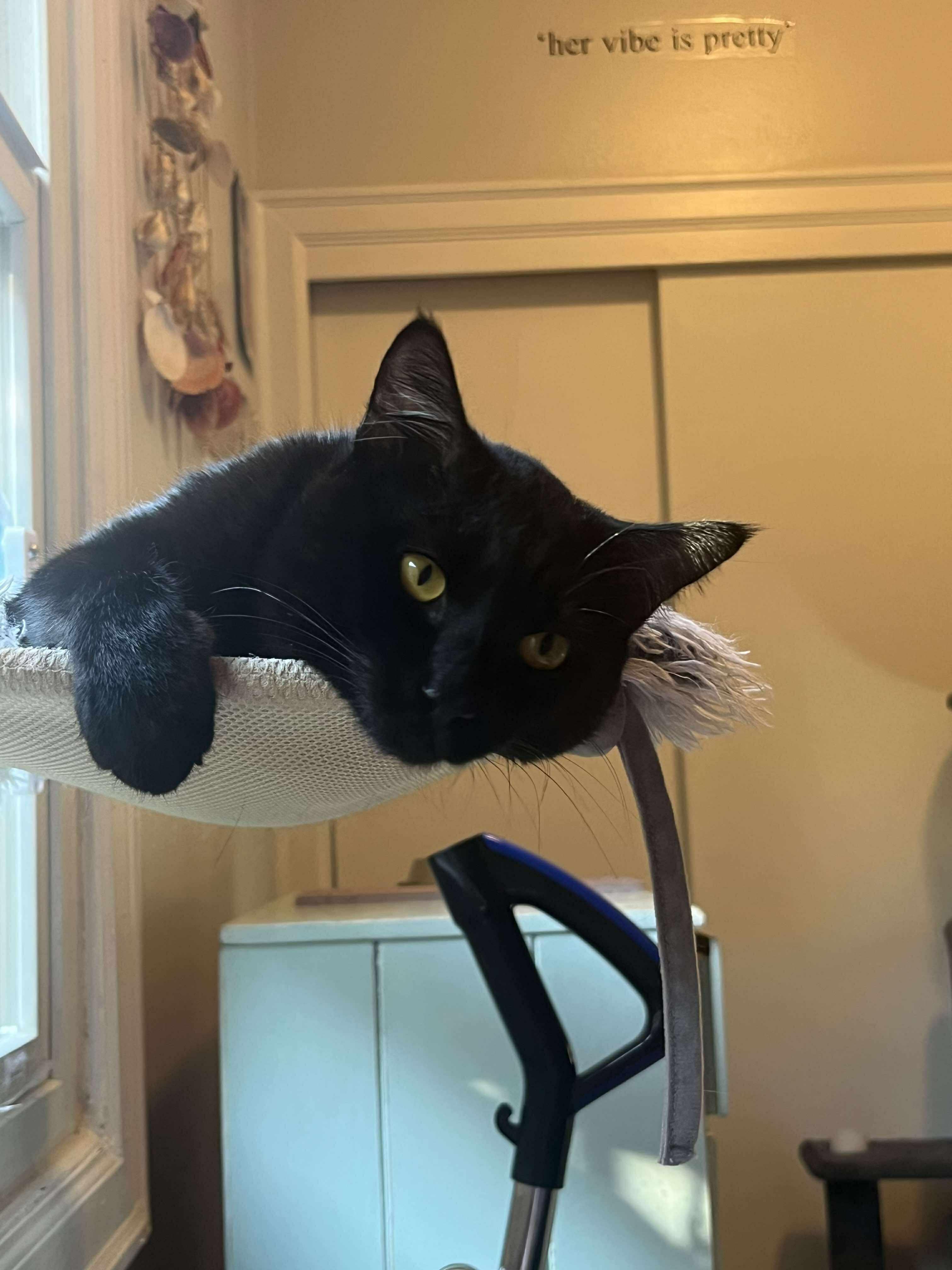 Enlarge Ashe, an adopted Domestic Short Hair in Spokane, WA image 2/6