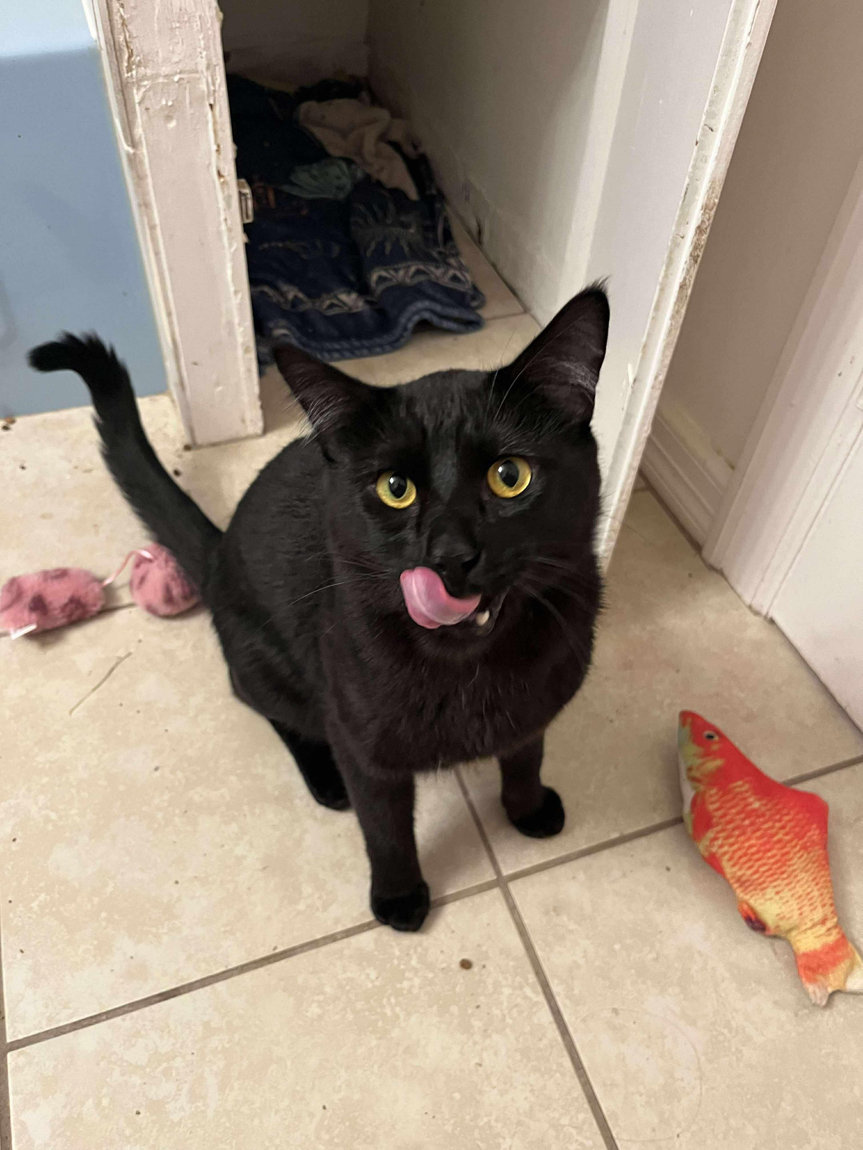 Enlarge Ashe, an adopted Domestic Short Hair in Spokane, WA image 3/6