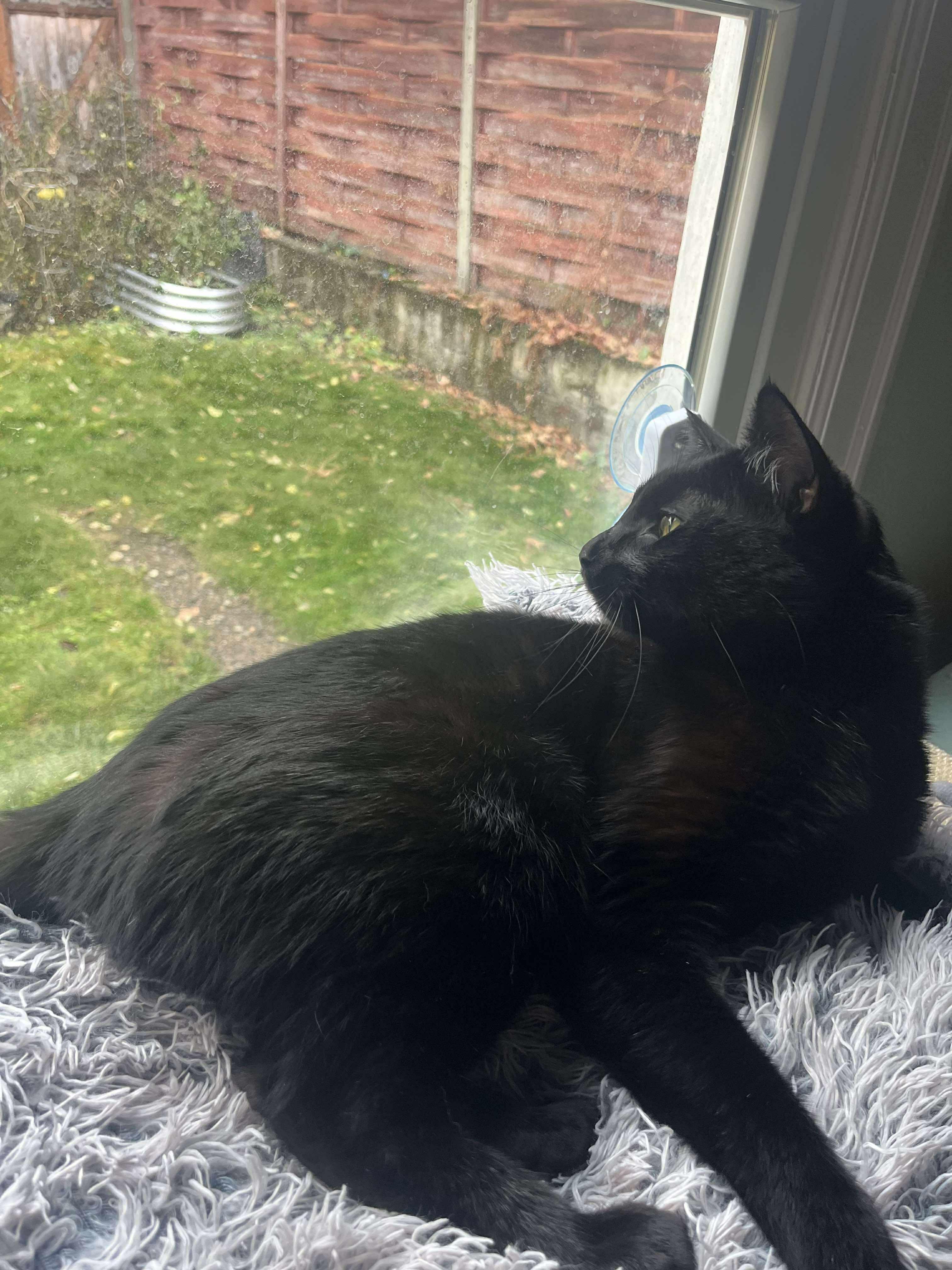 Enlarge Ashe, an adopted Domestic Short Hair in Spokane, WA image 4/6