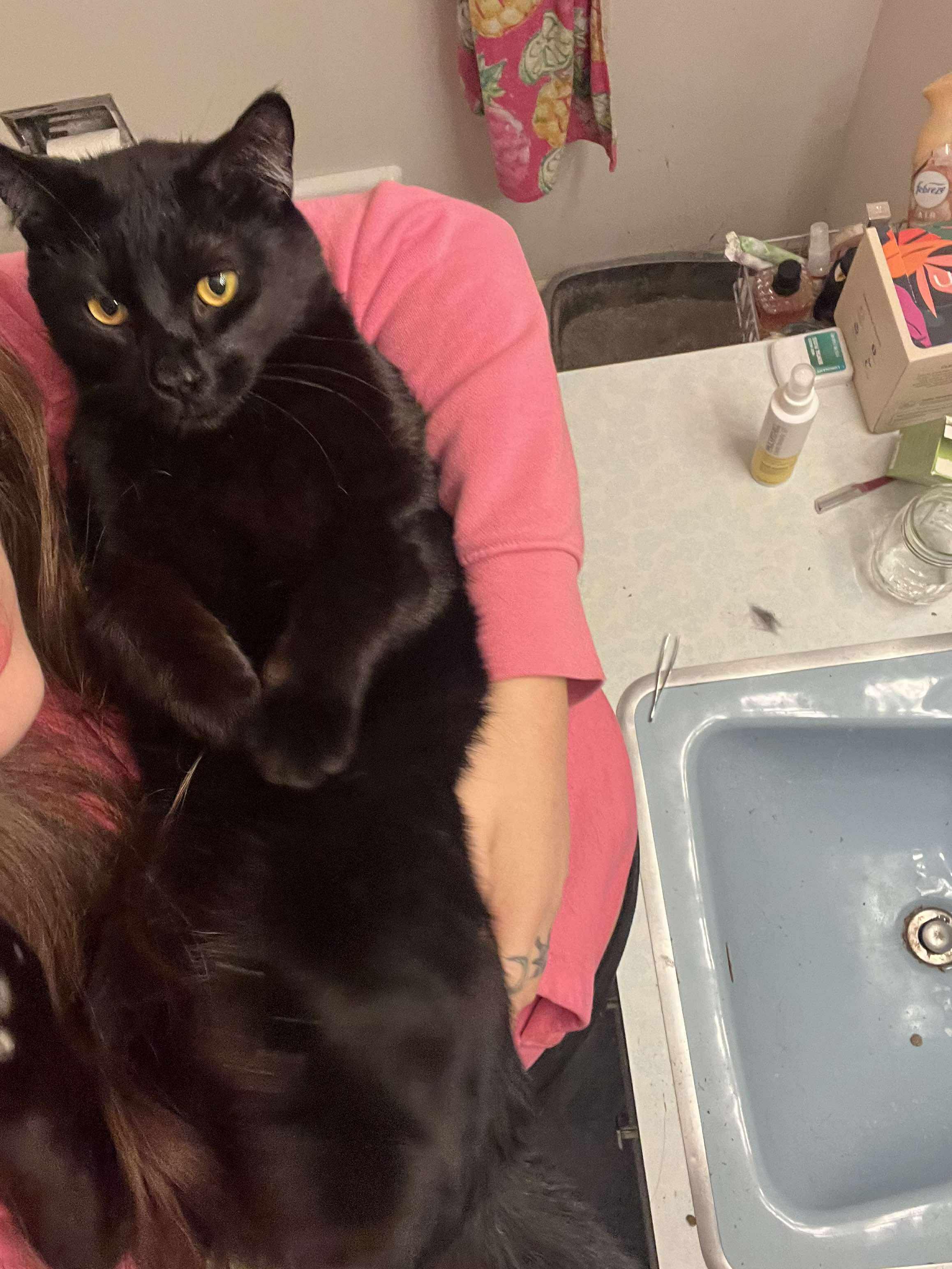 Enlarge Ashe, an adopted Domestic Short Hair in Spokane, WA image 5/6