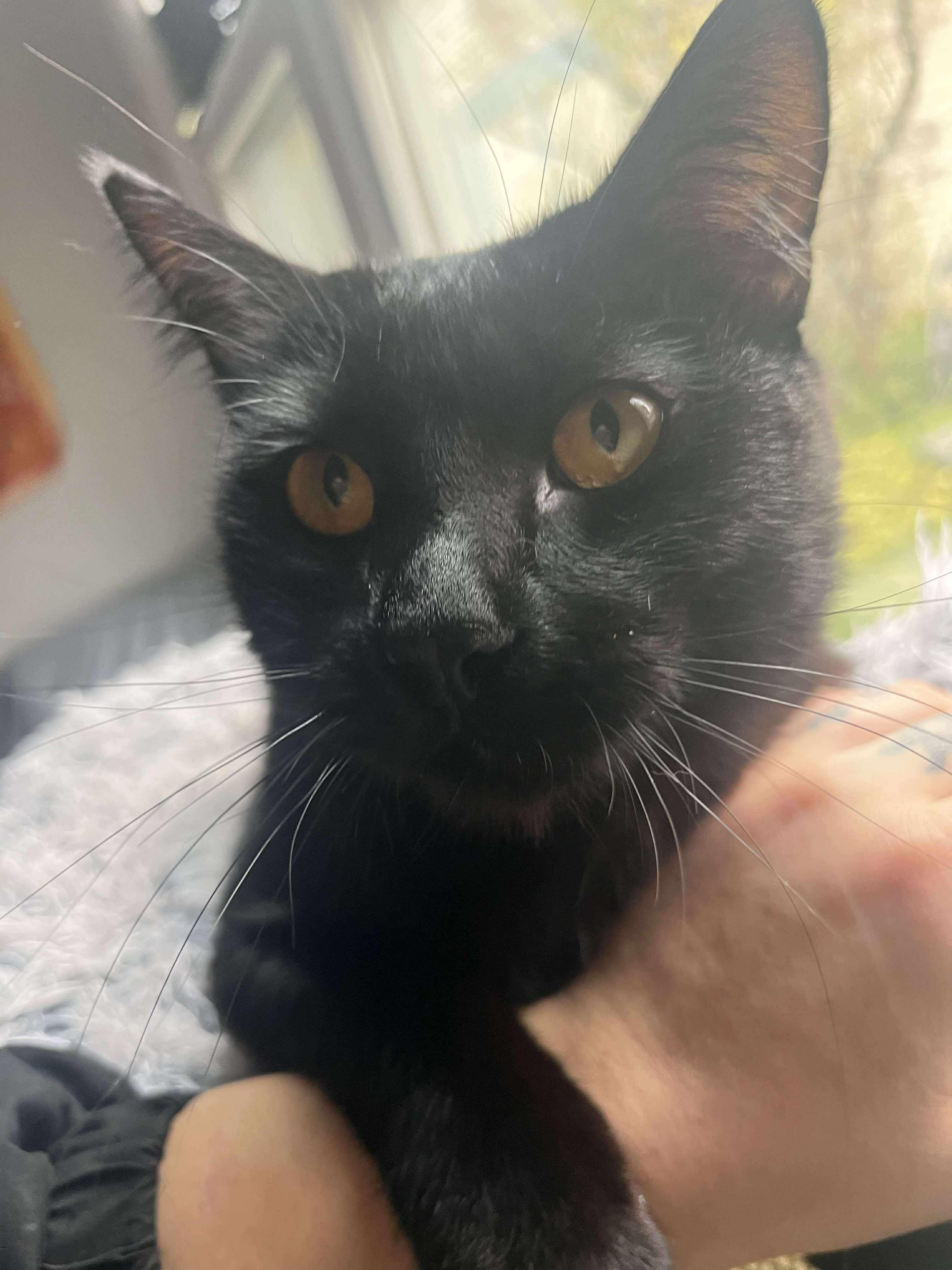 Enlarge Ashe, an adopted Domestic Short Hair in Spokane, WA image 6/6