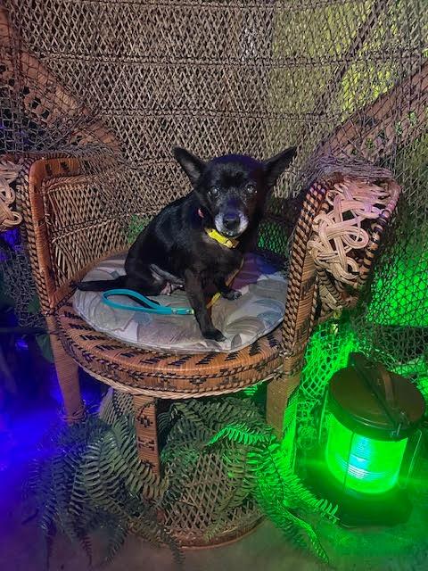 Enlarge Ebby (Huliee), a Adoptable mixed breed in Bryan, TX image 4/4