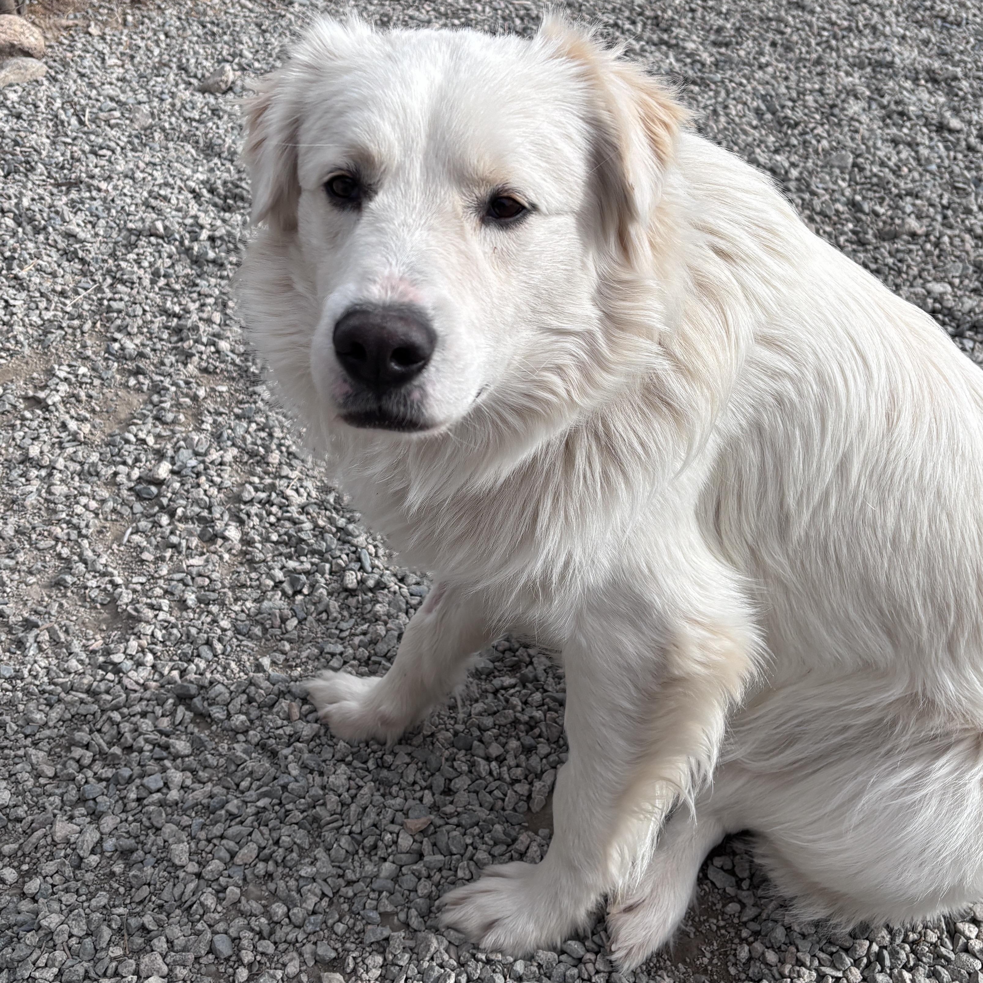Wayne, an adopted mixed breed in Buena Vista, CO image 2/4