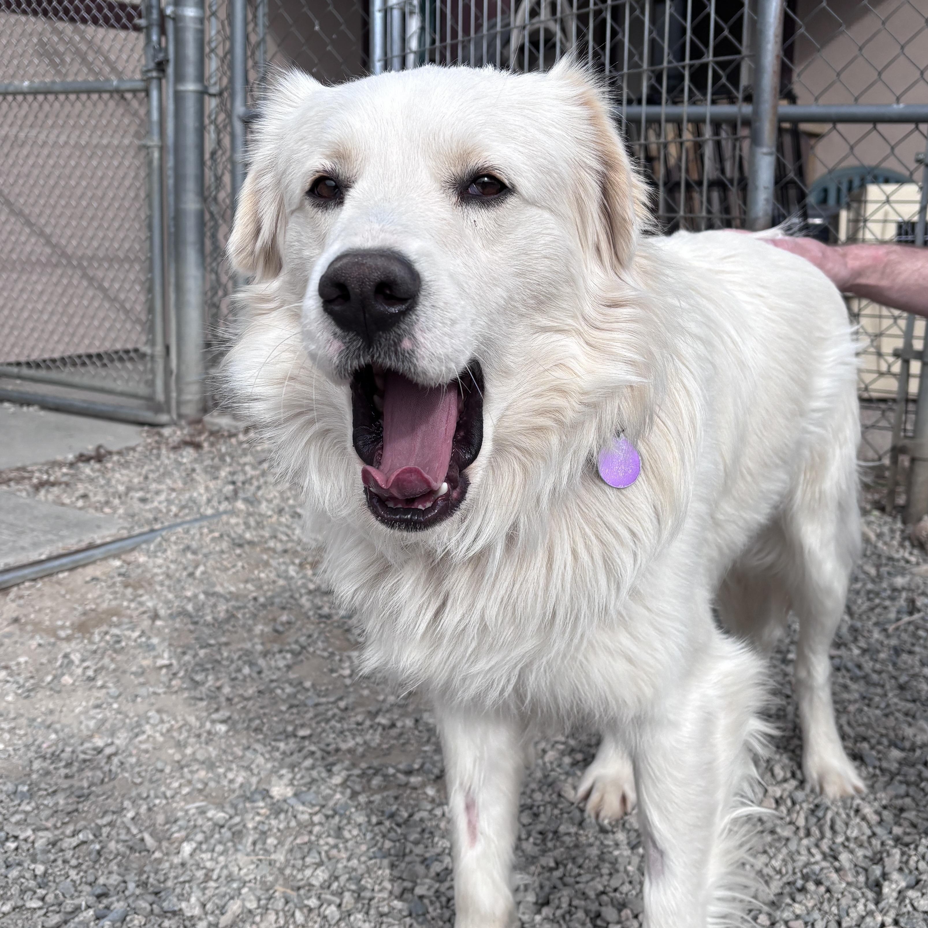 Wayne, an adopted mixed breed in Buena Vista, CO image 1/4