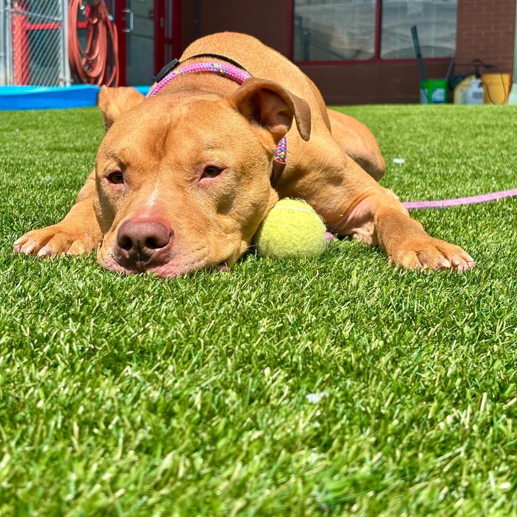 Astro, Adoptable, Adult Male Pit Bull Terrier.