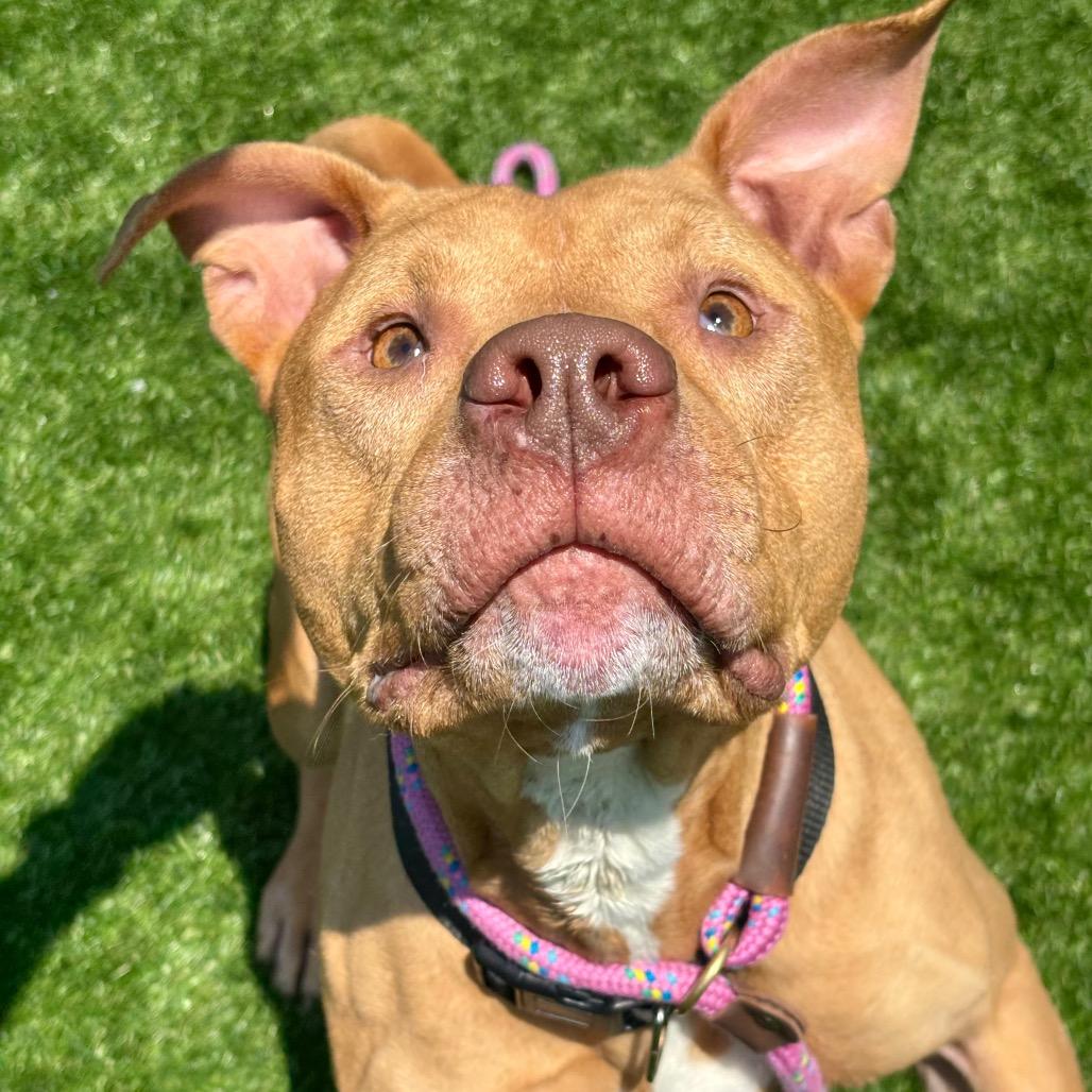 Astro, a Adoptable Pit Bull Terrier in Evansville, IN image 2/6