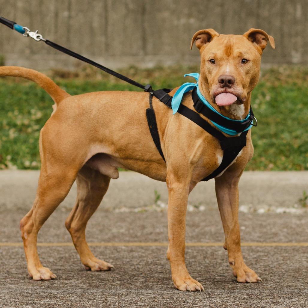 Astro, a Adoptable Pit Bull Terrier in Evansville, IN image 3/6
