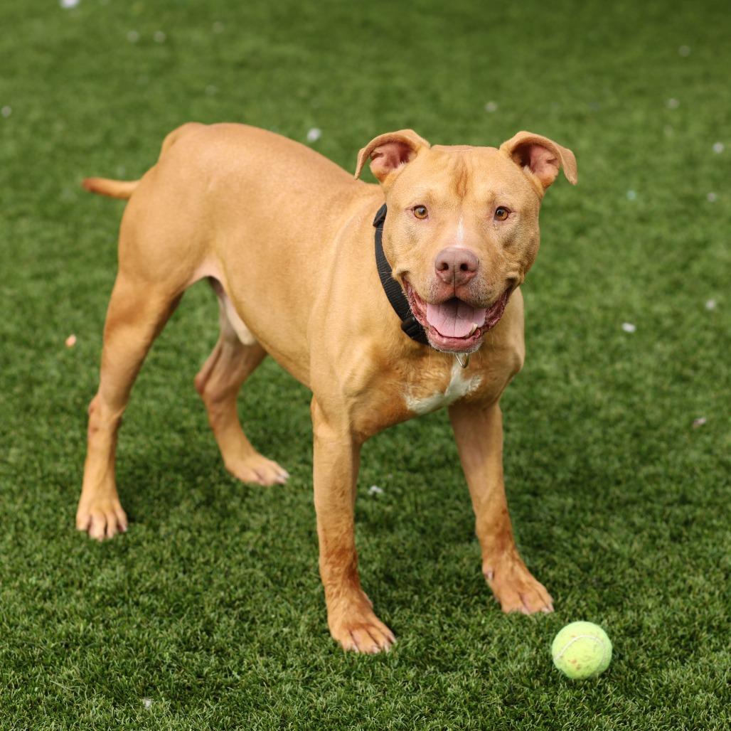 Astro, a Adoptable Pit Bull Terrier in Evansville, IN image 4/6