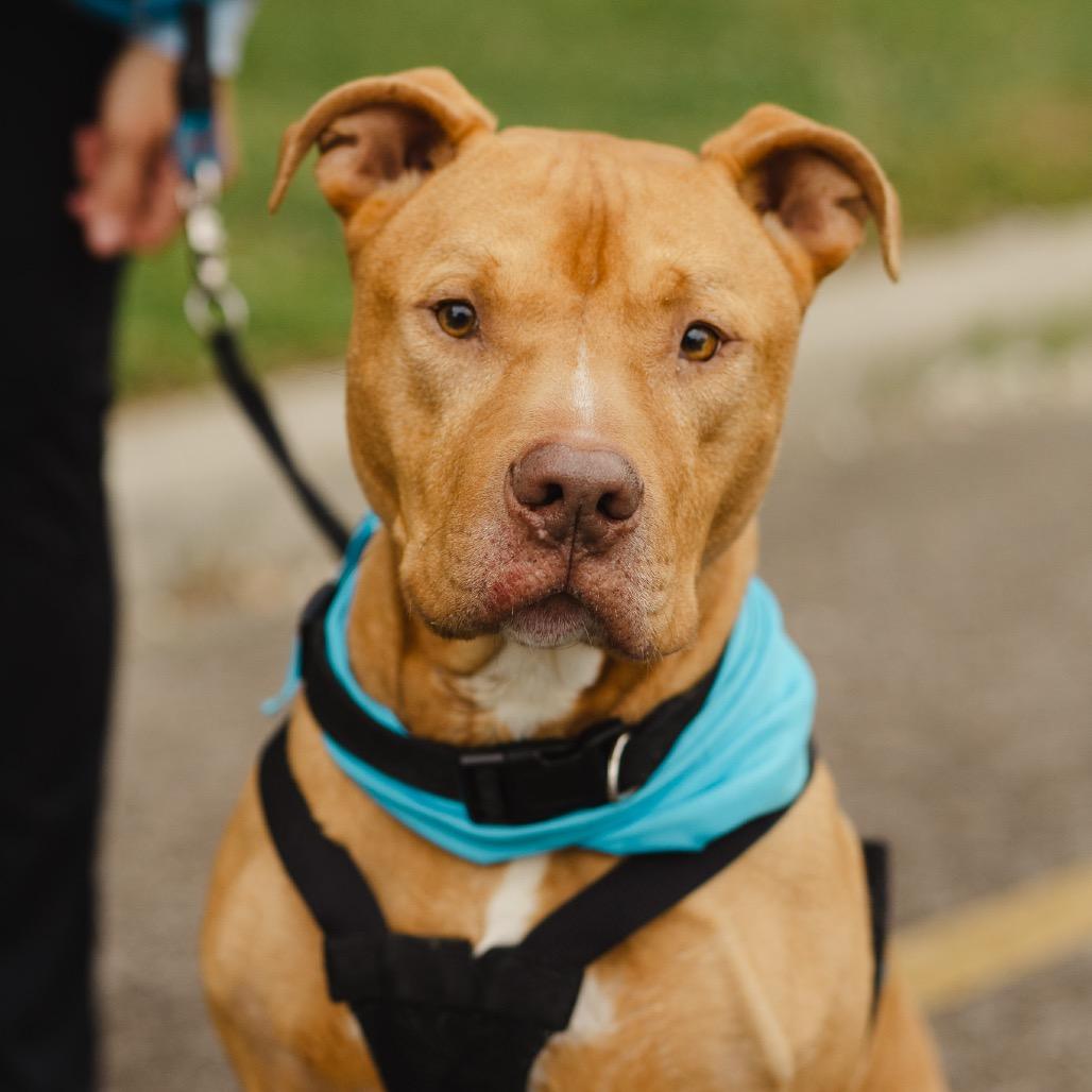 Astro, a Adoptable Pit Bull Terrier in Evansville, IN image 5/6