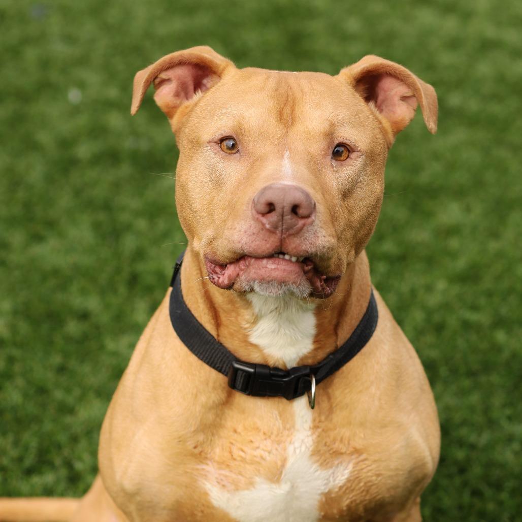 Astro, a Adoptable Pit Bull Terrier in Evansville, IN image 6/6